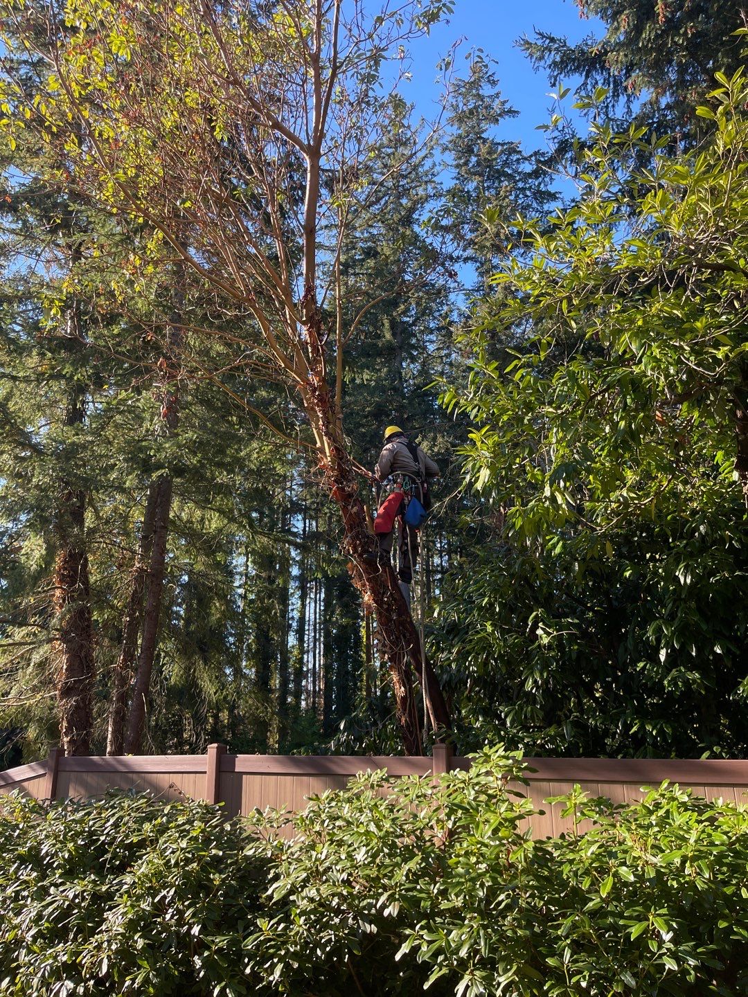 Tree Removal using Tree Removal by Mike Jones & Sons Tree Service LLC 