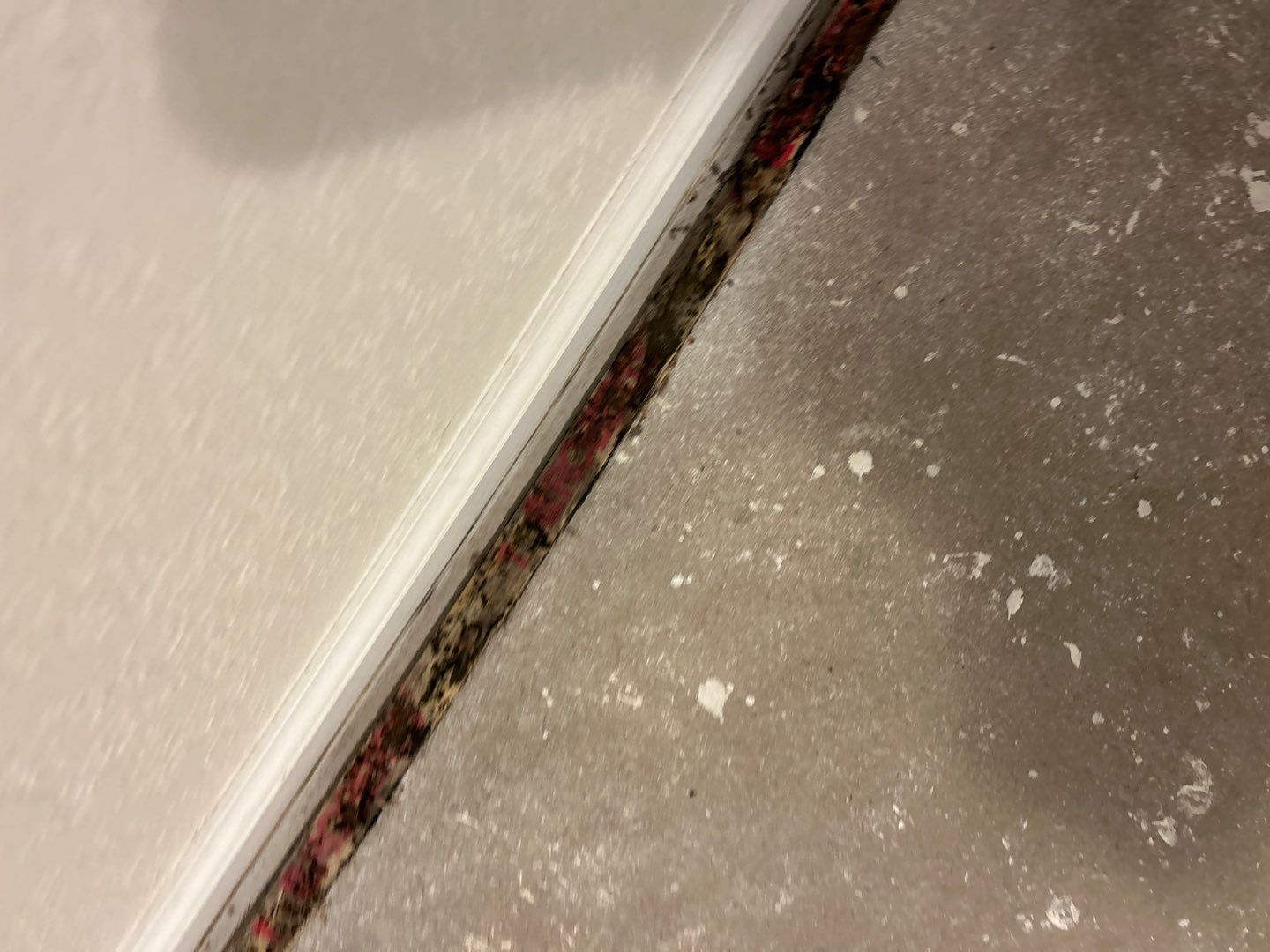 Mold Damage Project in Thornton by Accountable Home Services