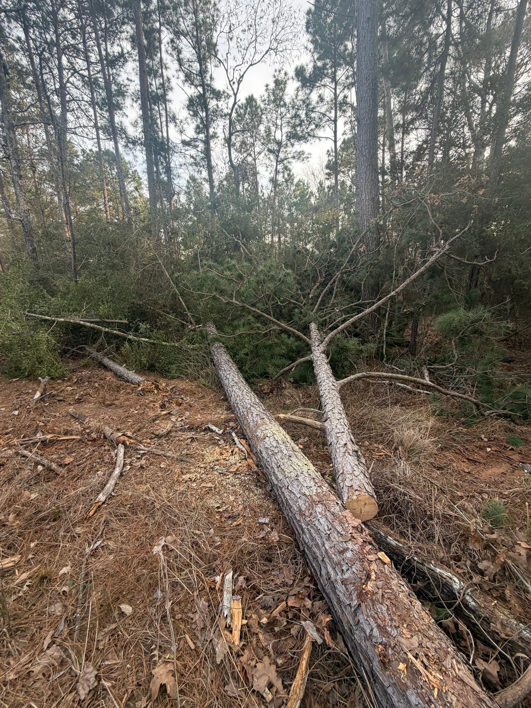 Saw Stuck In A Tree by Harden Enterprise Services LLC