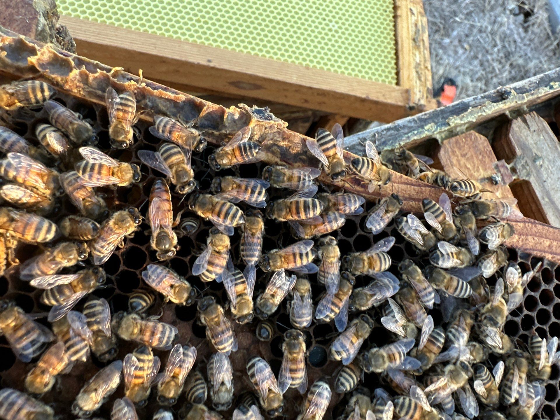 Double Family Property in Heath for Ag. Exemption by Rockwall Honey Bee Company