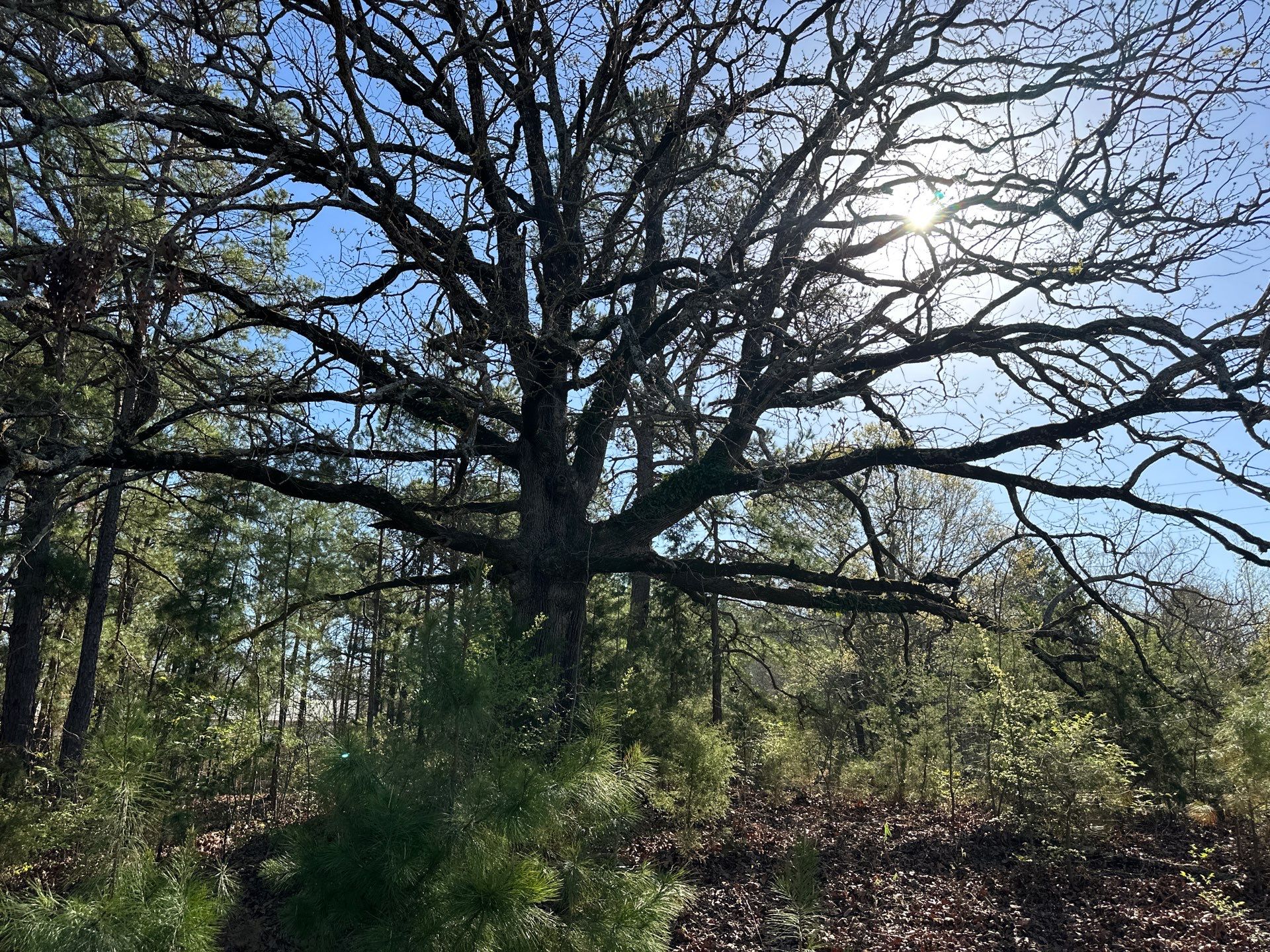 BeeGirl ETX HQ by Rockwall Honey Bee Company