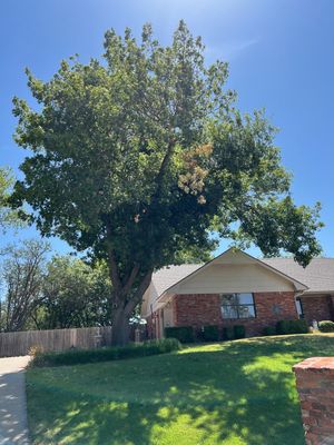 Tree Removals