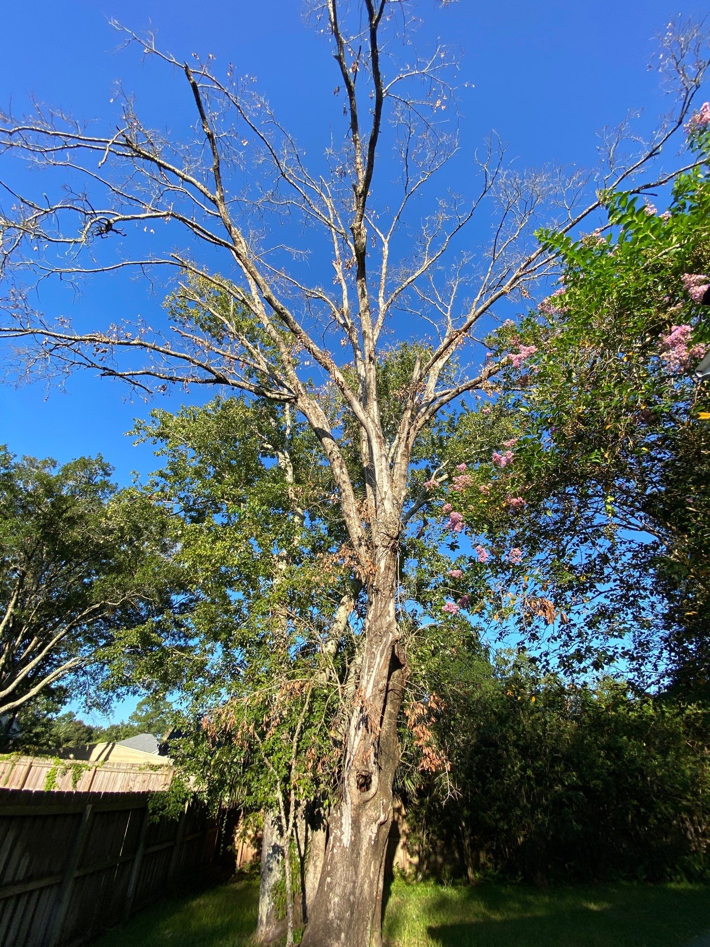 Tree Removal | Residential by ProGreen Services