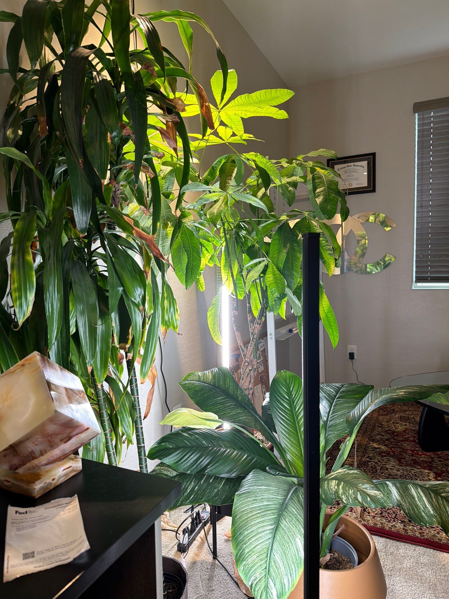 Indoor Plant and Lighting Setup for Phoenix Home Office by CompanyCam Sales Demo