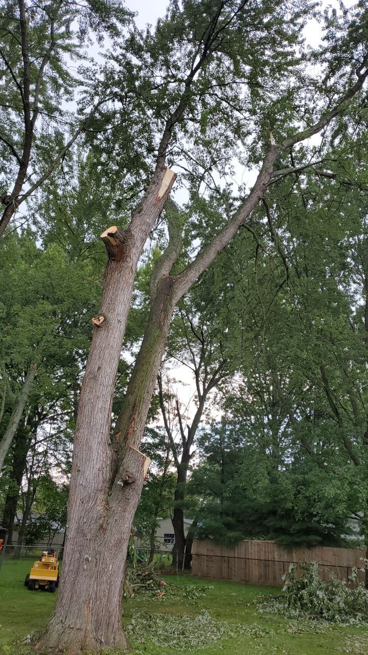 Tree Removal by Mike Jones & Sons Tree Service LLC 