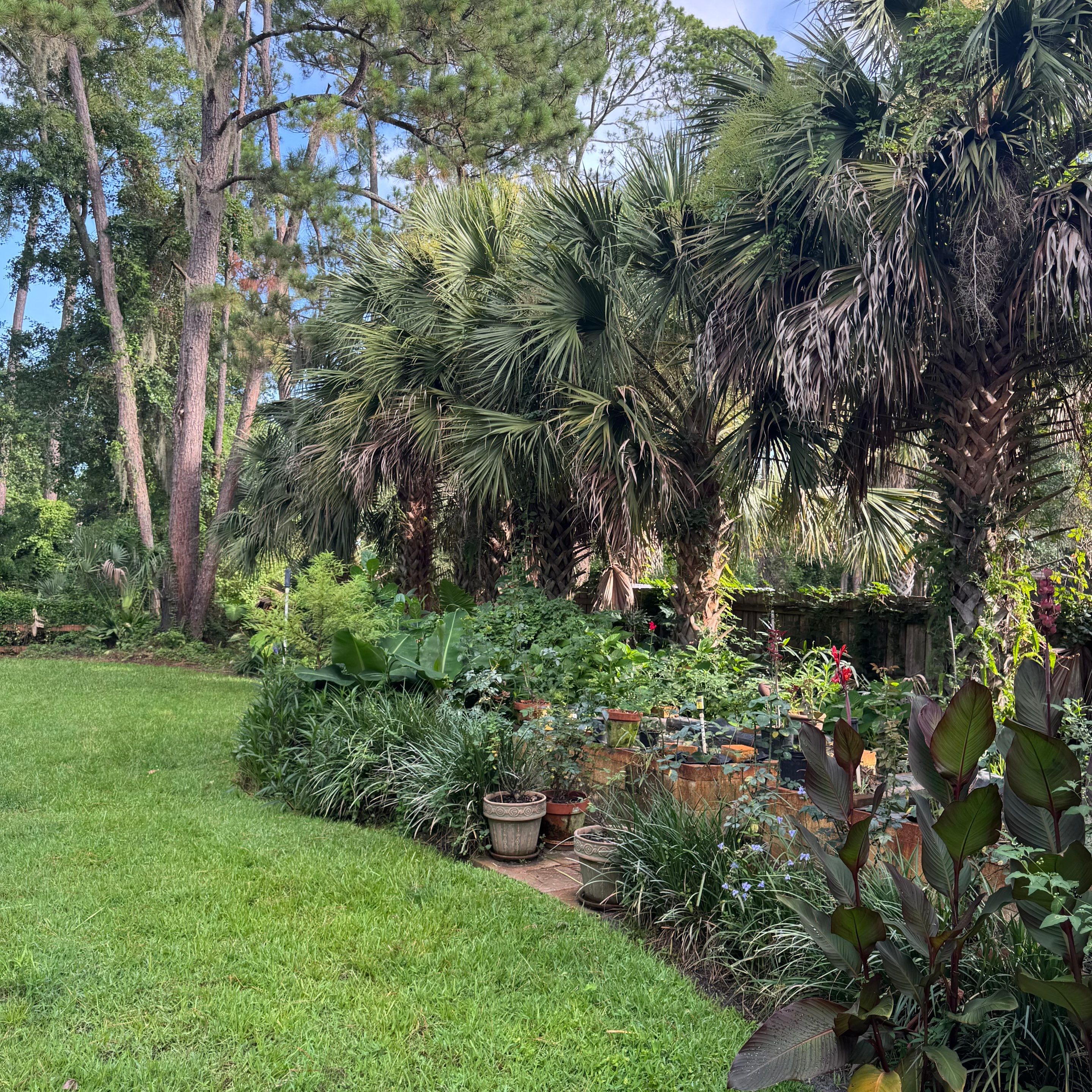 Deerwood Resident | Palm Tree Trimming & Booting by ProGreen Services