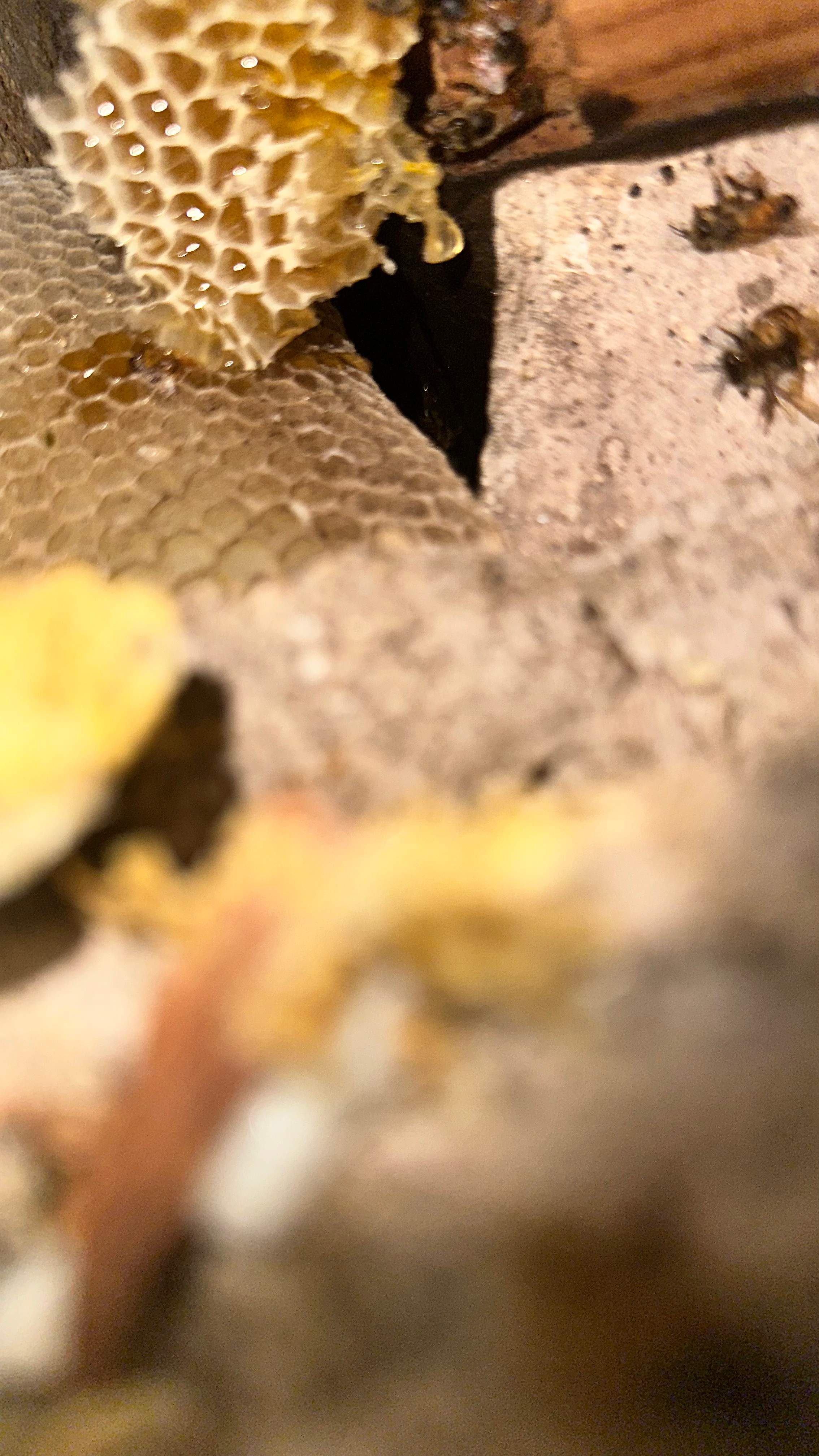 Unsealed Attic by Rockwall Honey Bee Company