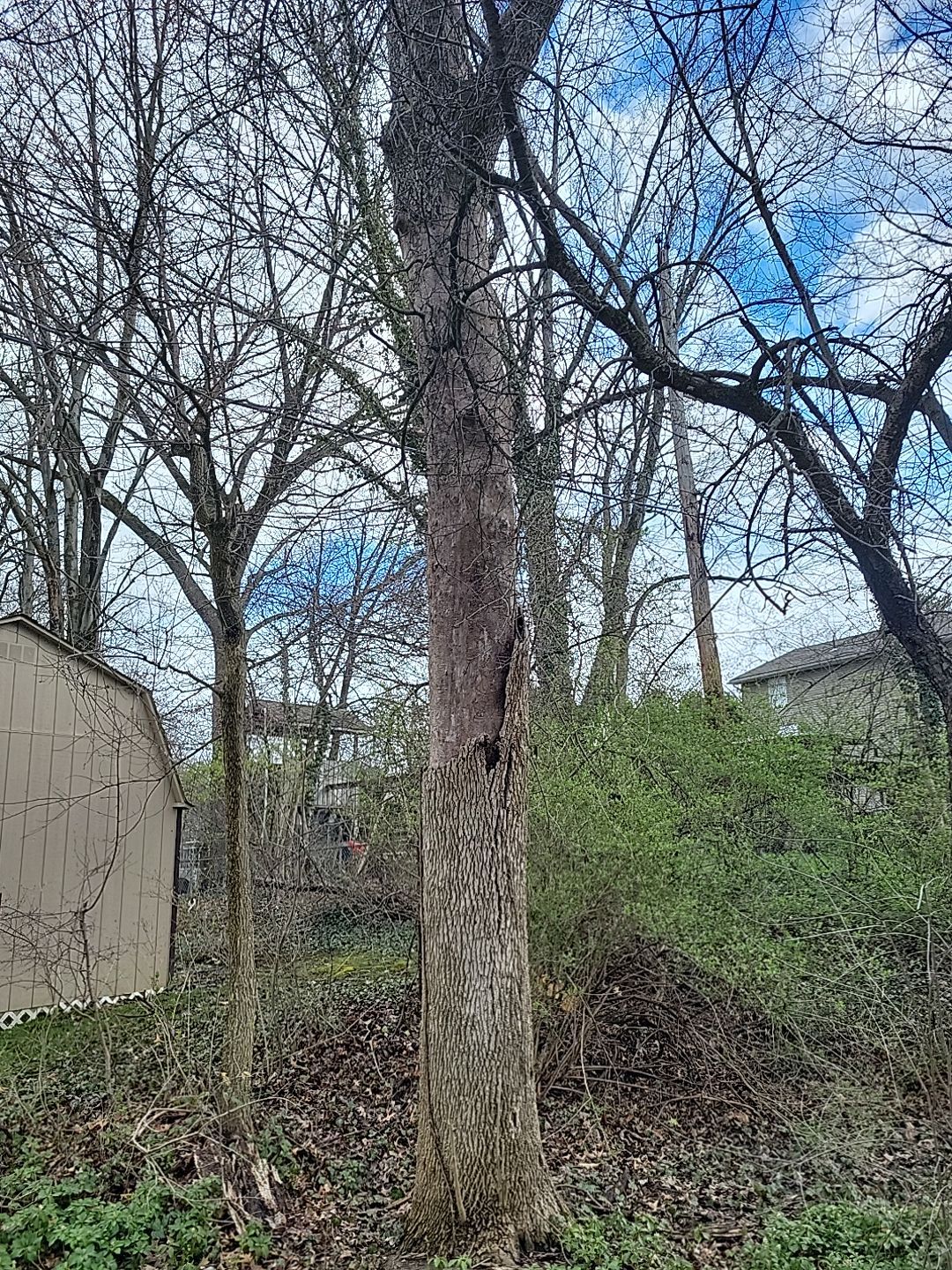 Tree Trimming using Tree Pruing by Mike Jones & Sons Tree Service LLC 