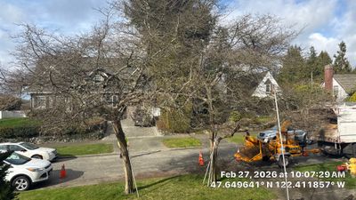 Street Tree Pruning for Sidewalk & Parking Clearance in Seattle (Magnolia)