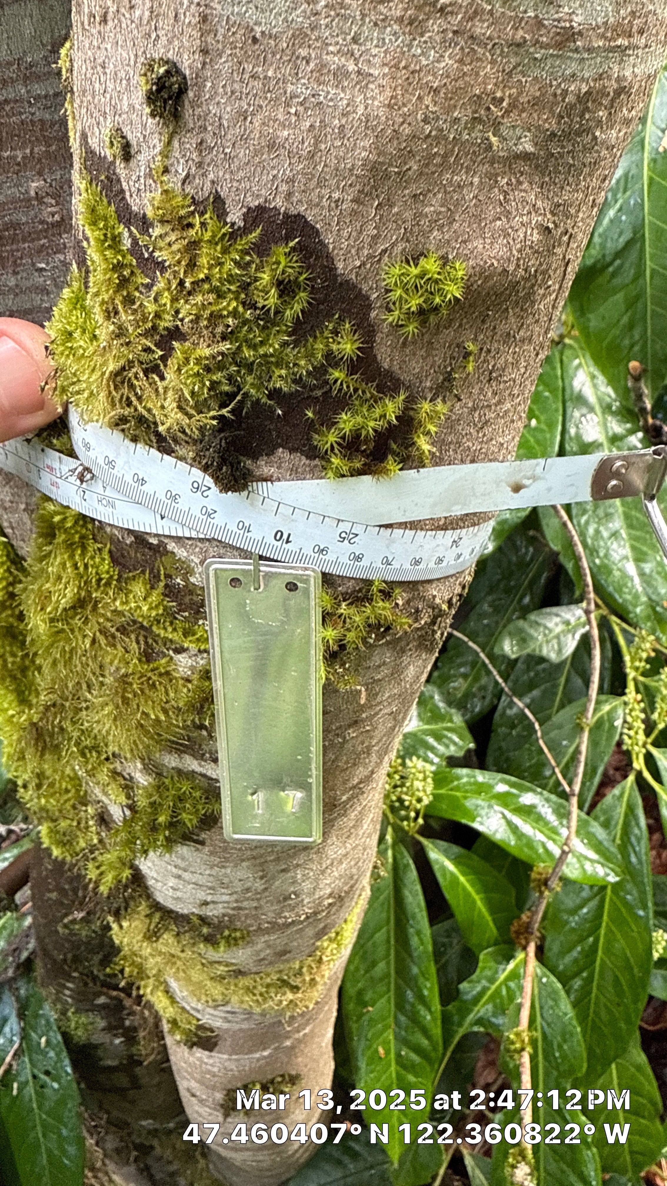 π Arborist Reporting & Tree Surveying β Code Compliance Project by Sound Tree Care LLC