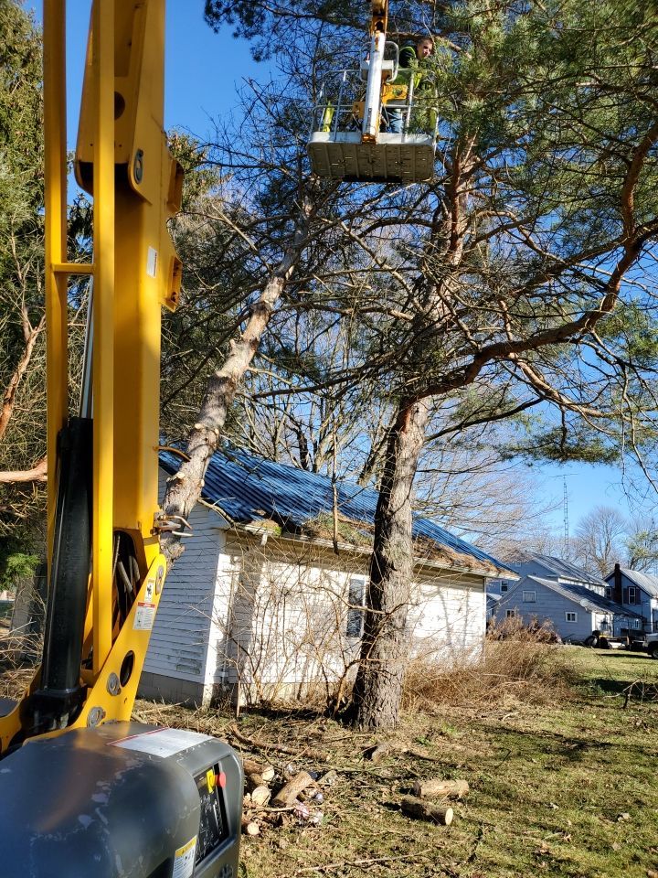 Storm Damaged Tree Removal  using Tree Removal by Mike Jones & Sons Tree Service LLC 