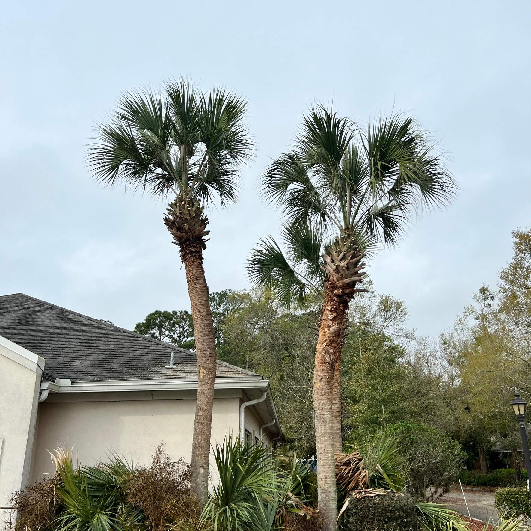 Tree Work | Great Expressions Dental by ProGreen Services