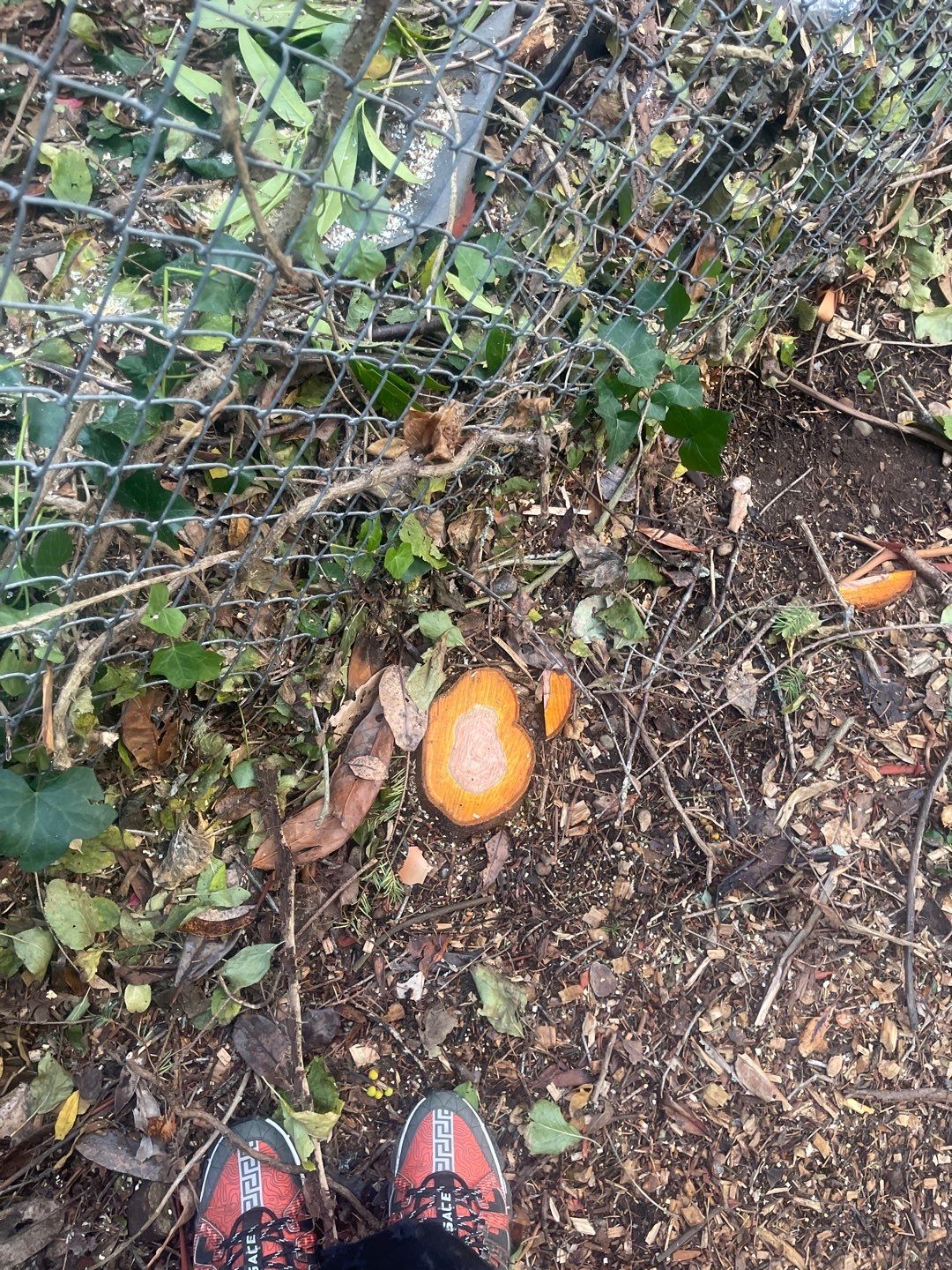 Tree Removal using Tree Removal by Mike Jones & Sons Tree Service LLC 