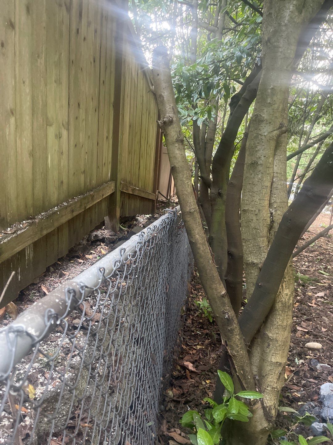 Tree Removal using Tree Removal by Mike Jones & Sons Tree Service LLC 