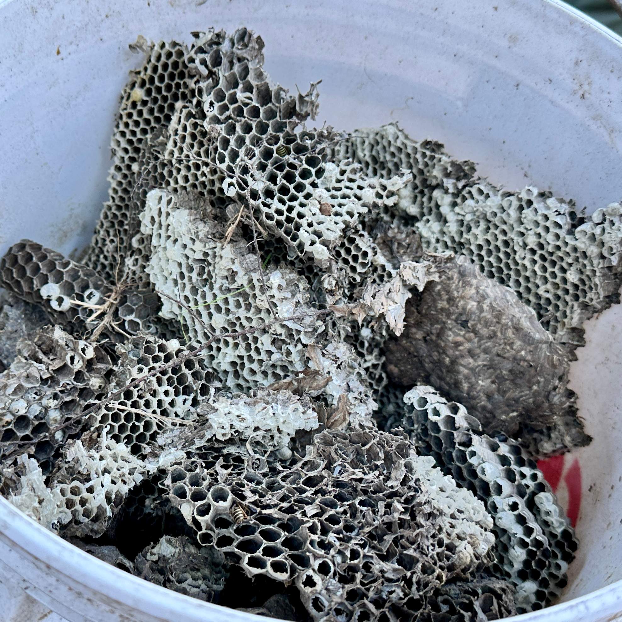 Yellowjackets at City Park by Rockwall Honey Bee Company