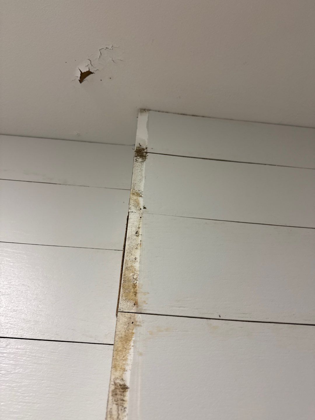 Bathroom and Crawlspace Water Damage and Mold by Healthy Home Solutions