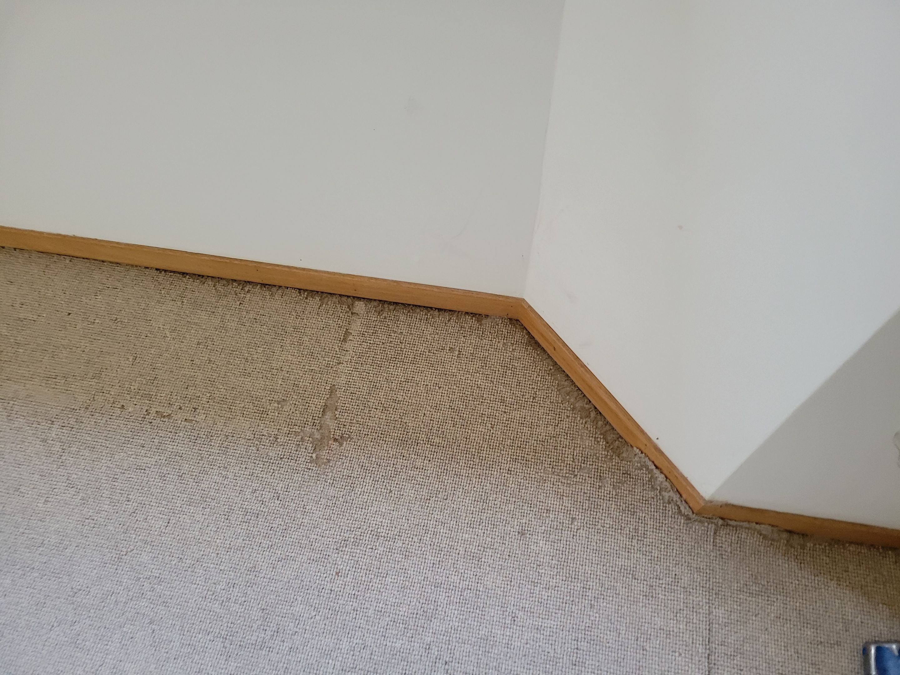Repair and Cleaning of Wool Carpeting by Ardent Carpet Restore LLC