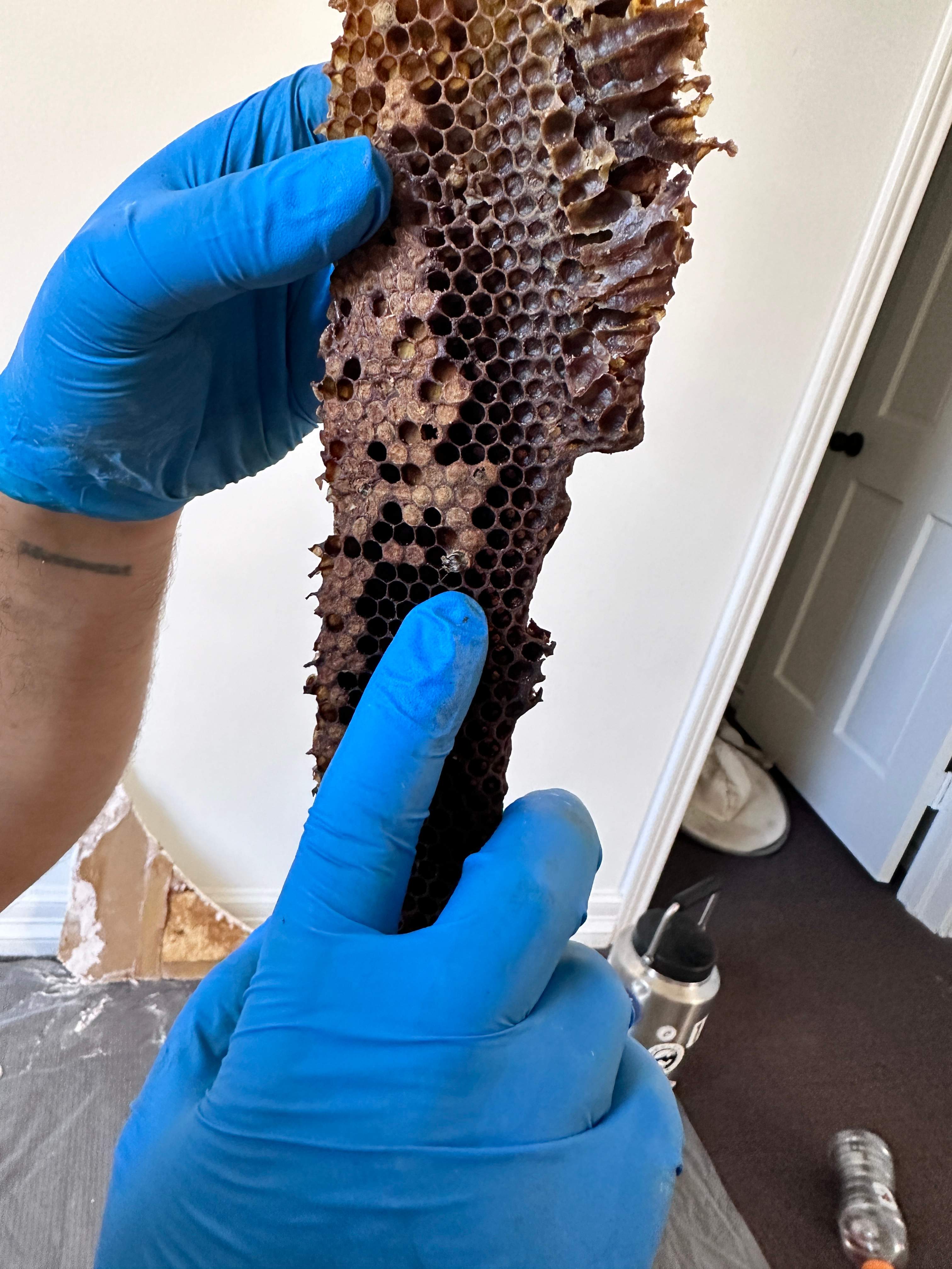 Suicide Swarm by Rockwall Honey Bee Company