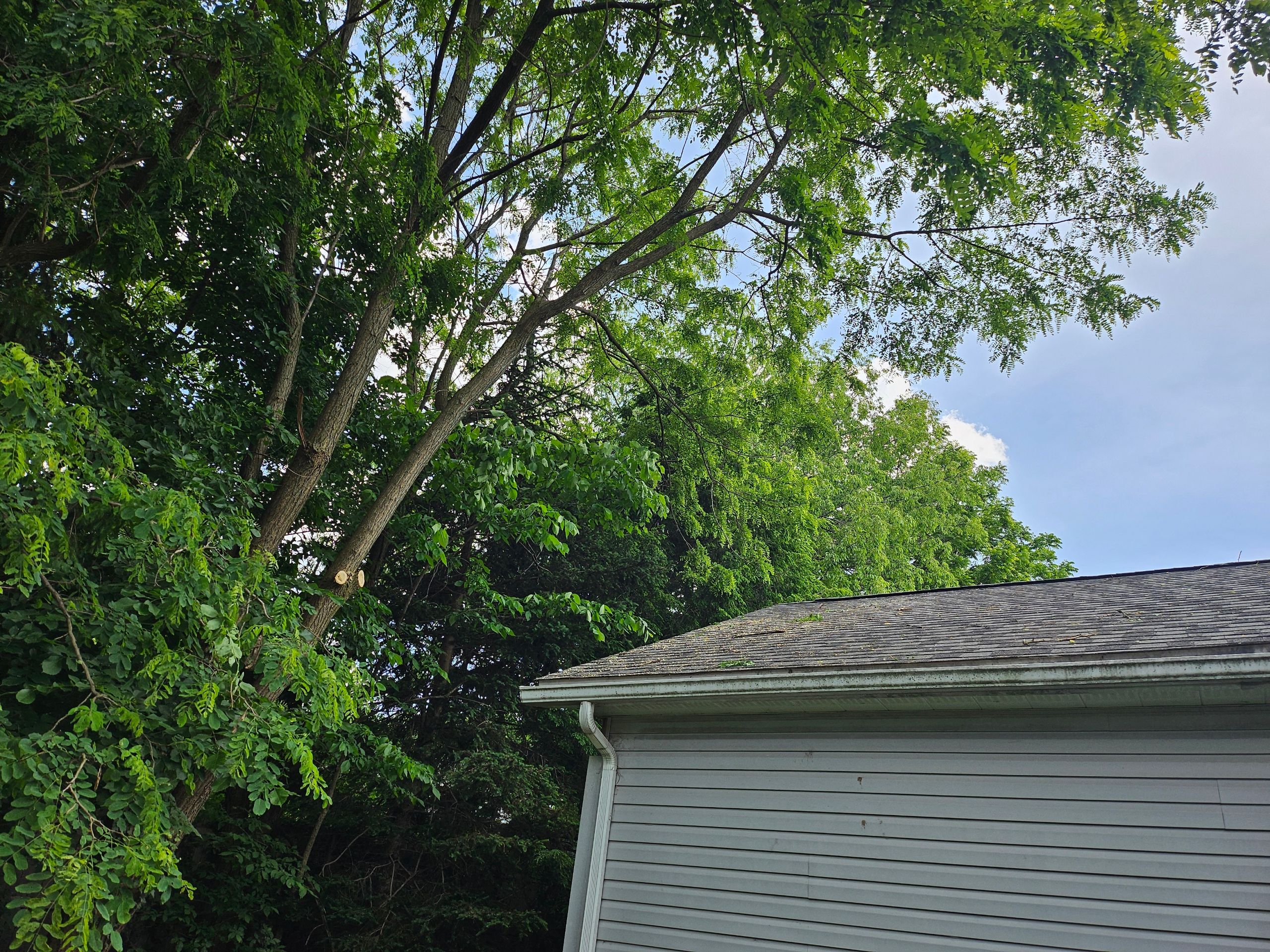 Tree Trimming using Tree Pruing by Mike Jones & Sons Tree Service LLC 