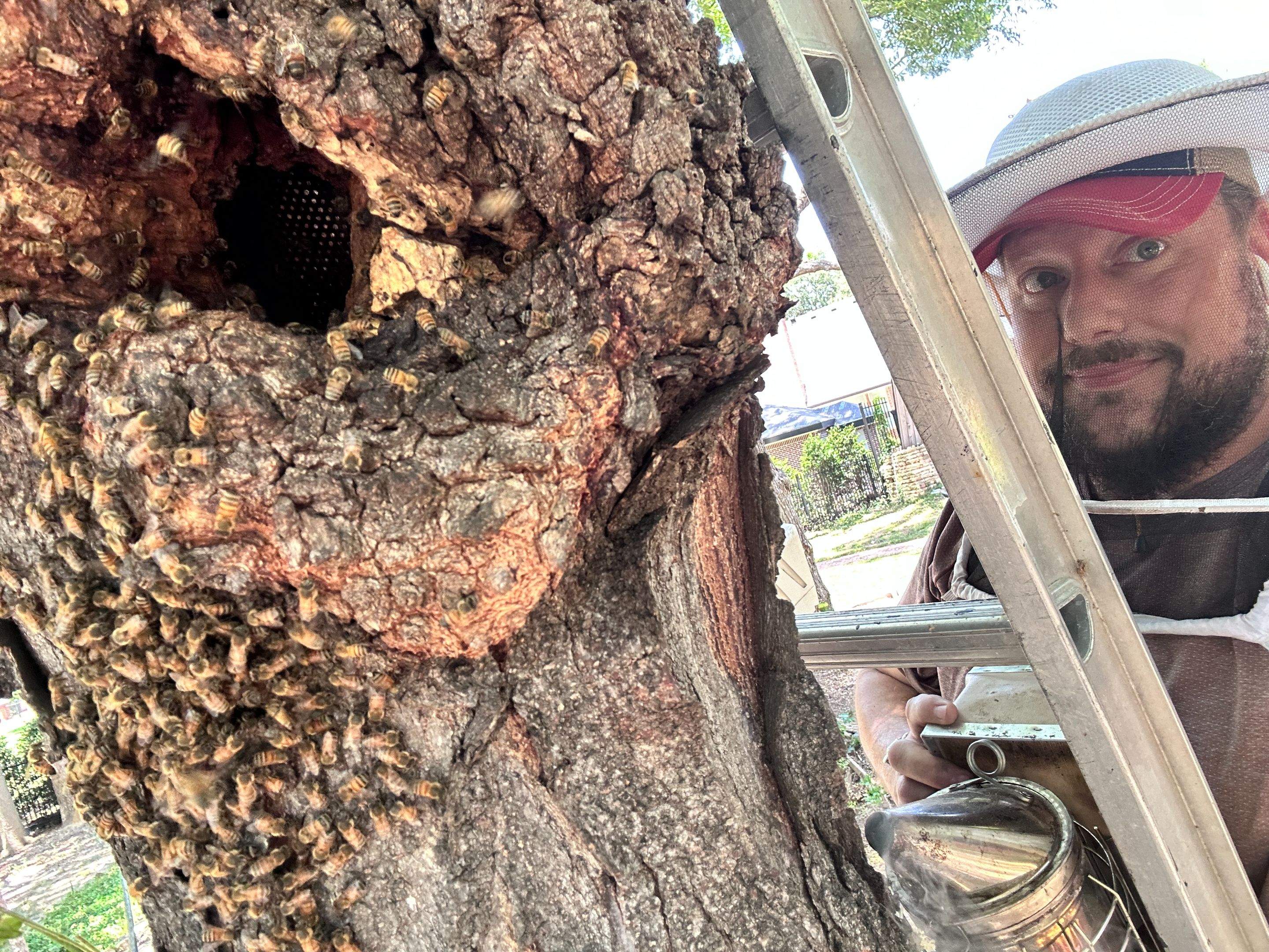 Two More Trees, One More Yard by Rockwall Honey Bee Company