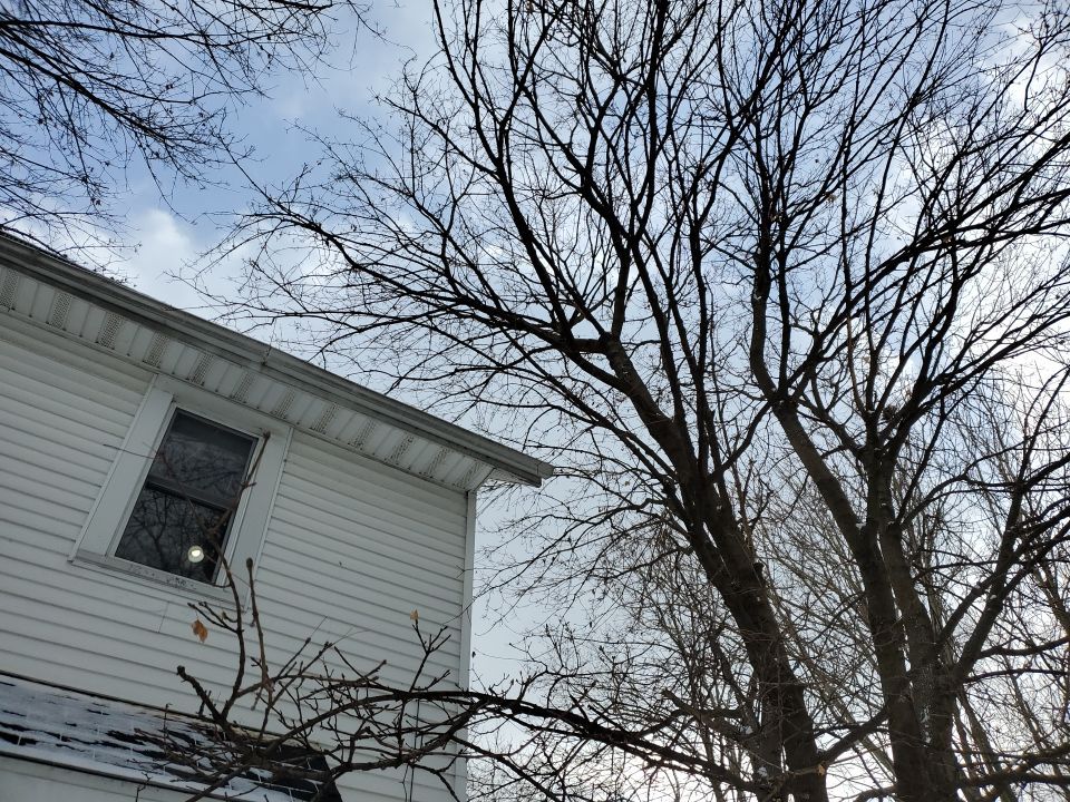 Tree Trimming using Tree Pruing by Mike Jones & Sons Tree Service LLC 