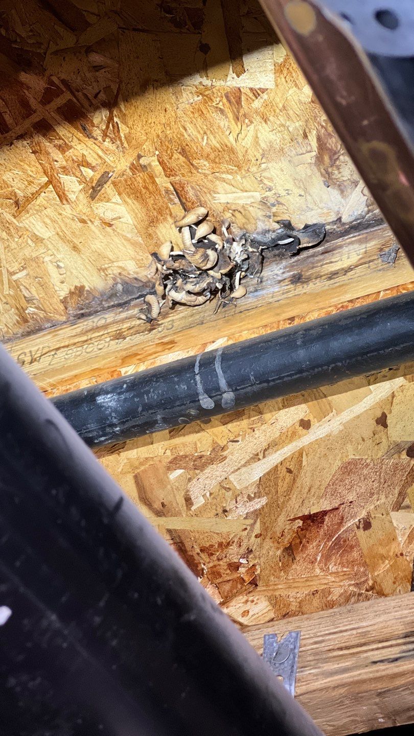 Mold Remediation by Accountable Home Services