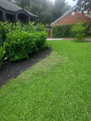 Deerwood Resident | Sod & Palm Replacement