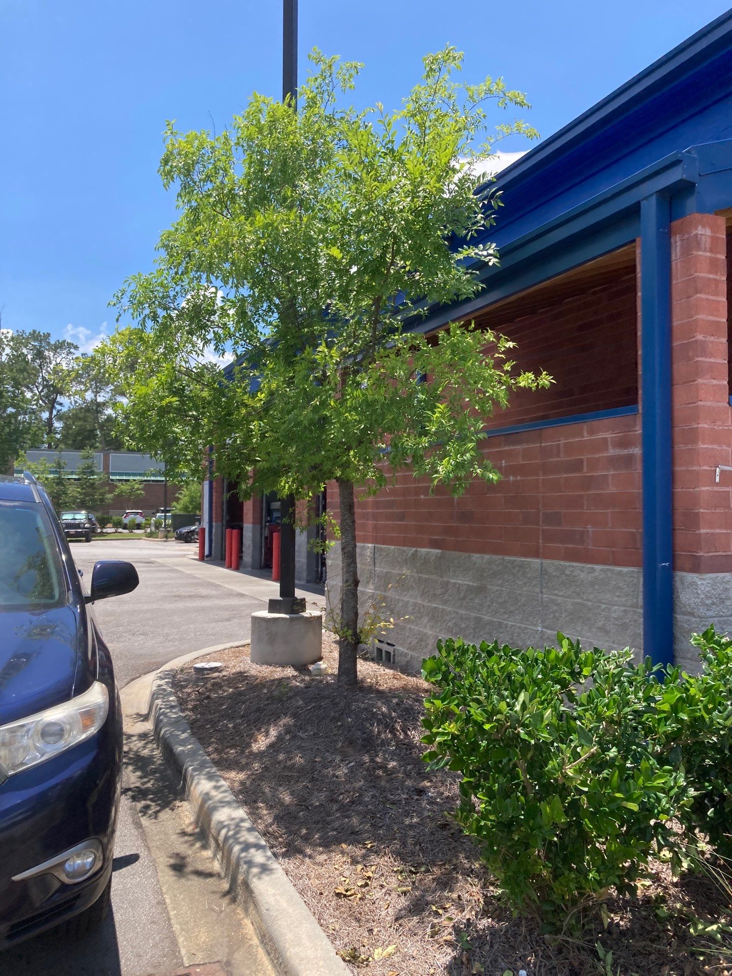 Hedge Trimming - Express Oil Summerville by Hudson Bros Lawn Care LLC