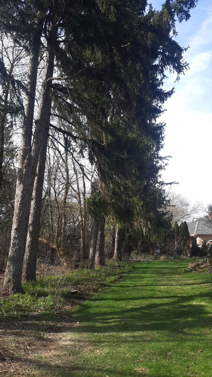 Tree Removal using Tree Removal by Mike Jones & Sons Tree Service LLC 