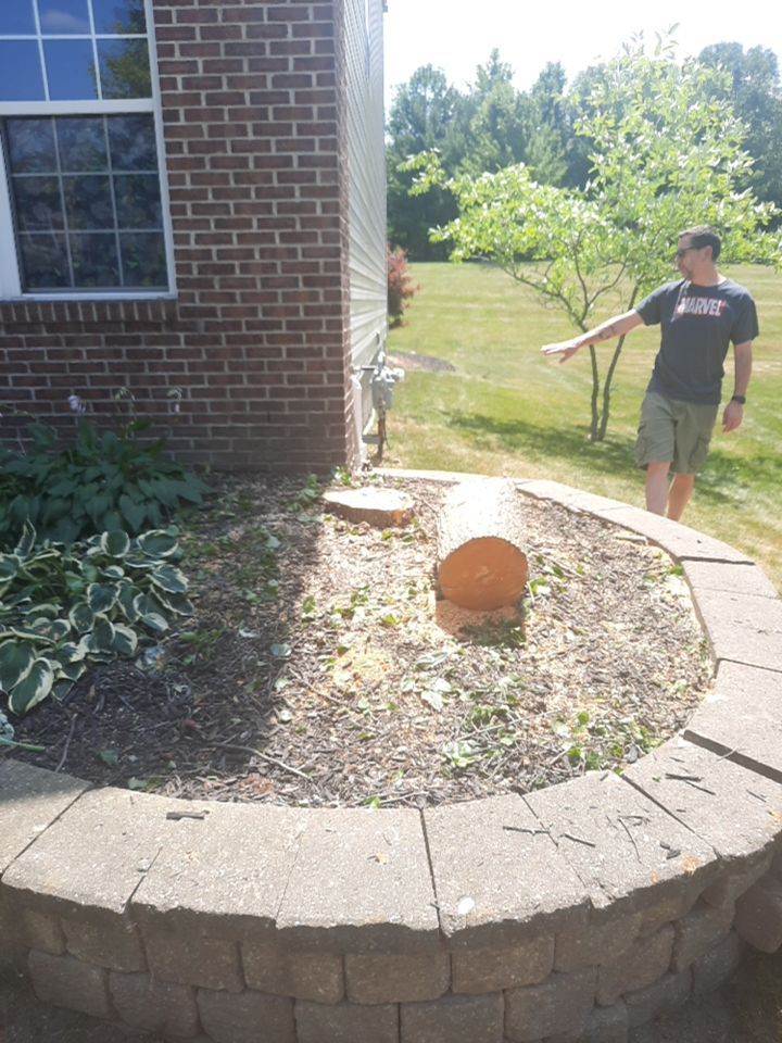 Tree Removal using Tree Removal by Mike Jones & Sons Tree Service LLC 