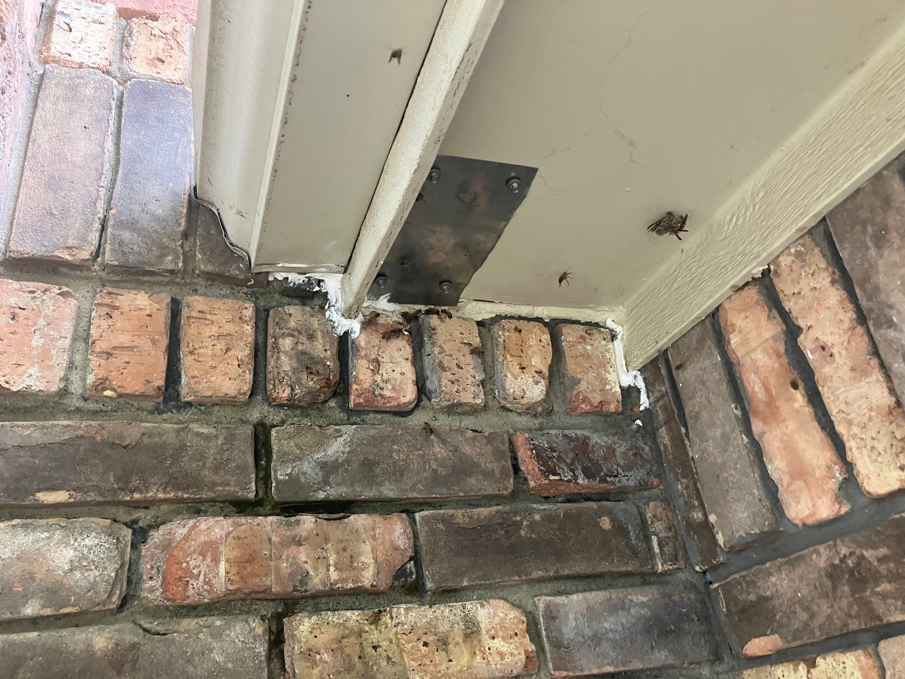 Kitchen ceiling bees by Rockwall Honey Bee Company