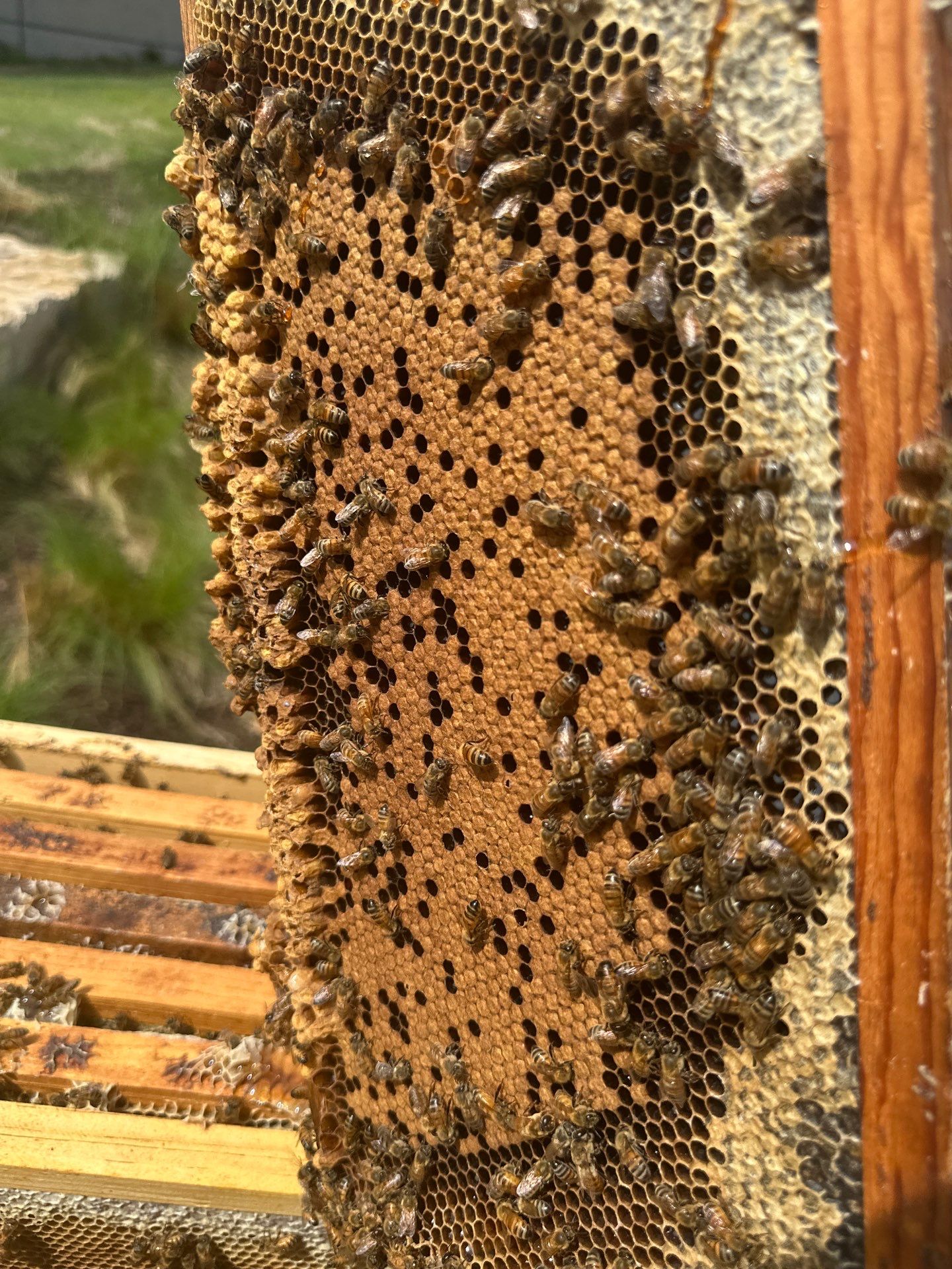 Corporate HQ by Rockwall Honey Bee Company