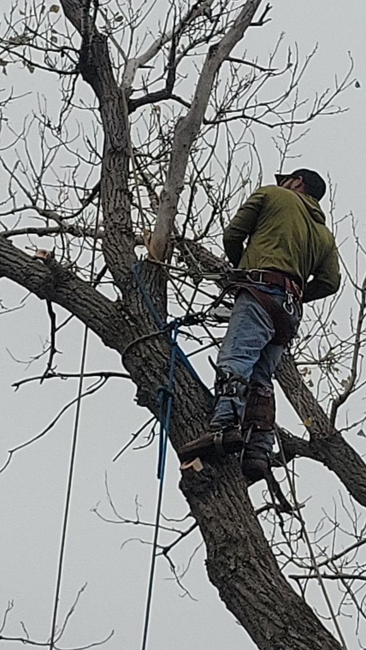 Tree Removal using Chainsaws by Clays Services Inc