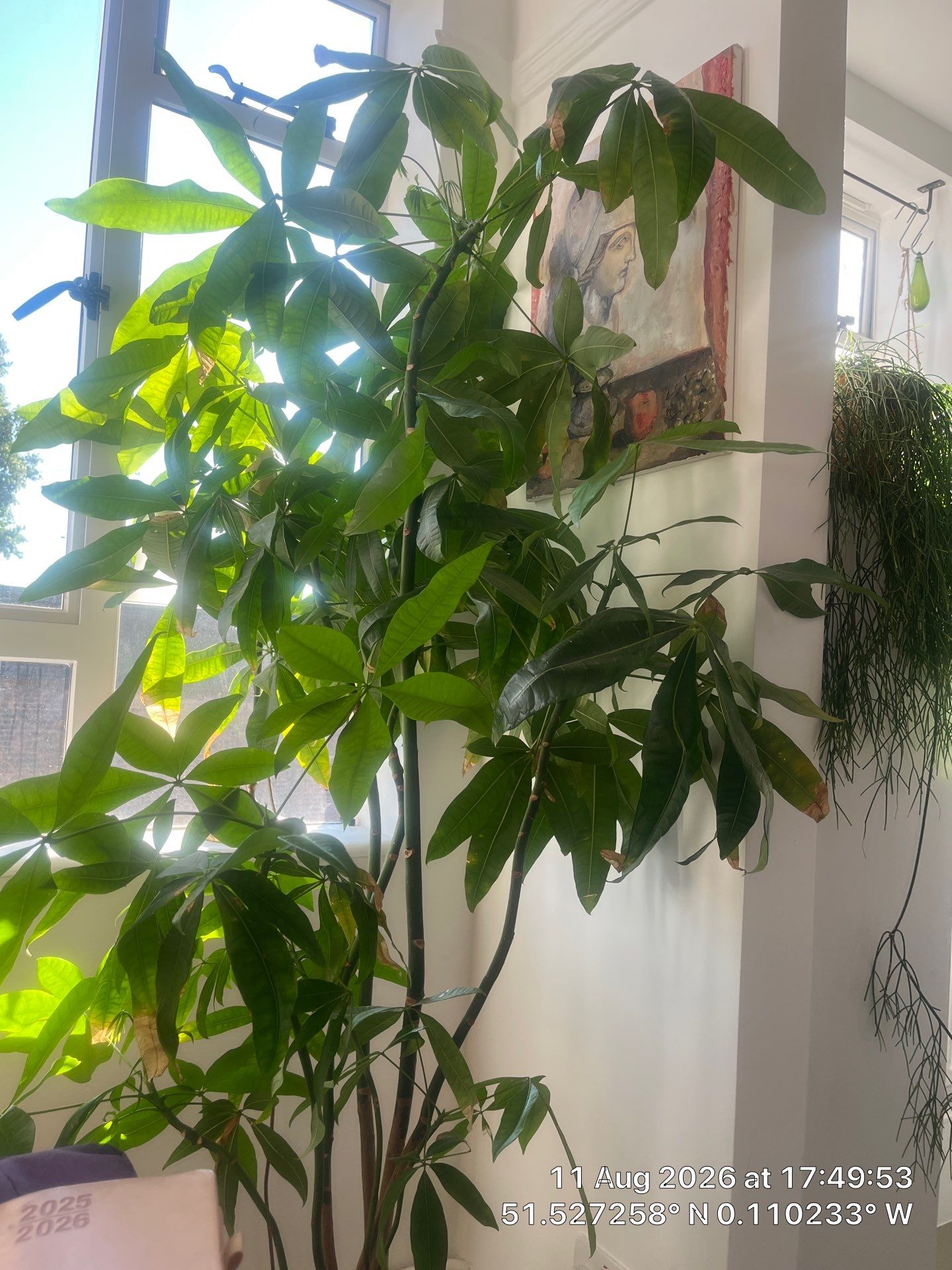 Indoor Plant Installation and Interior Decor Enhancement in London by CompanyCam Sales Demo