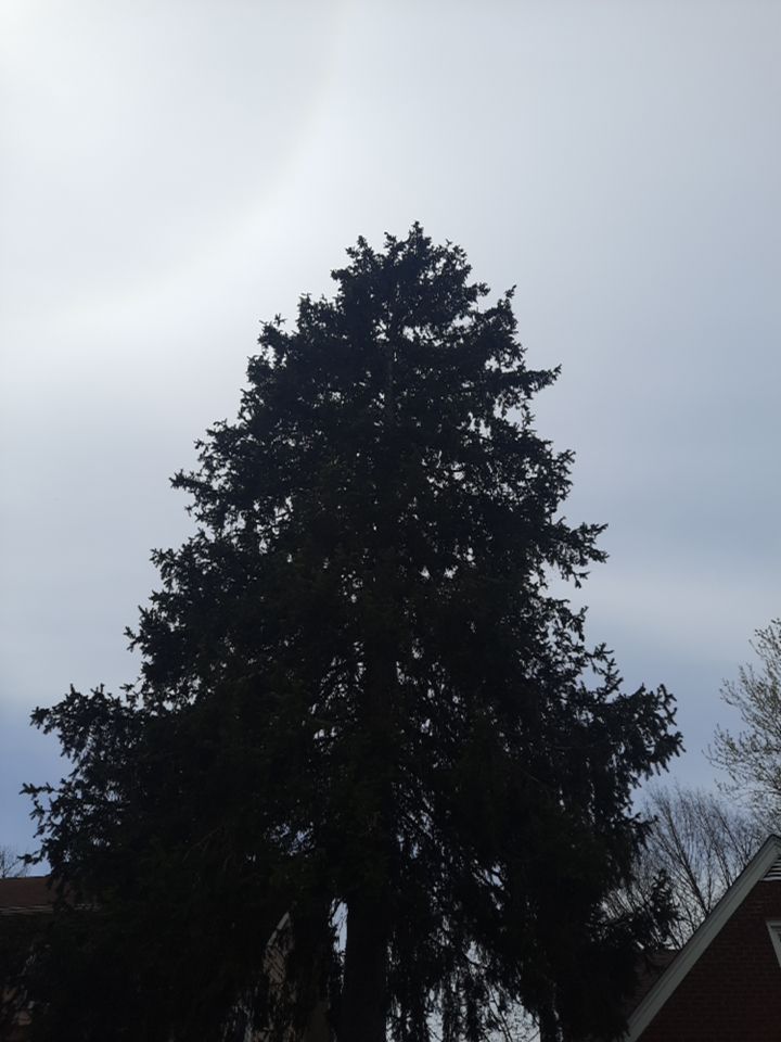Tree Removal using Tree Removal by Mike Jones & Sons Tree Service LLC 