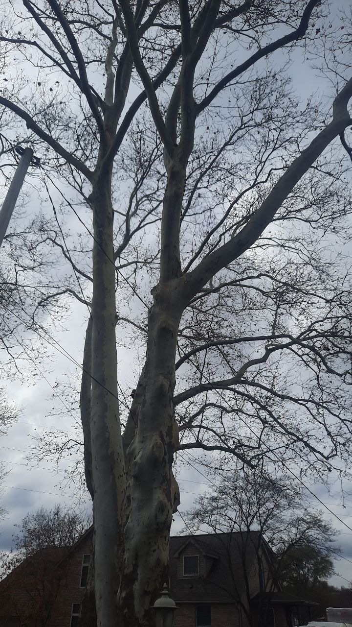 Tree Trimming using Tree Pruing by Mike Jones & Sons Tree Service LLC 