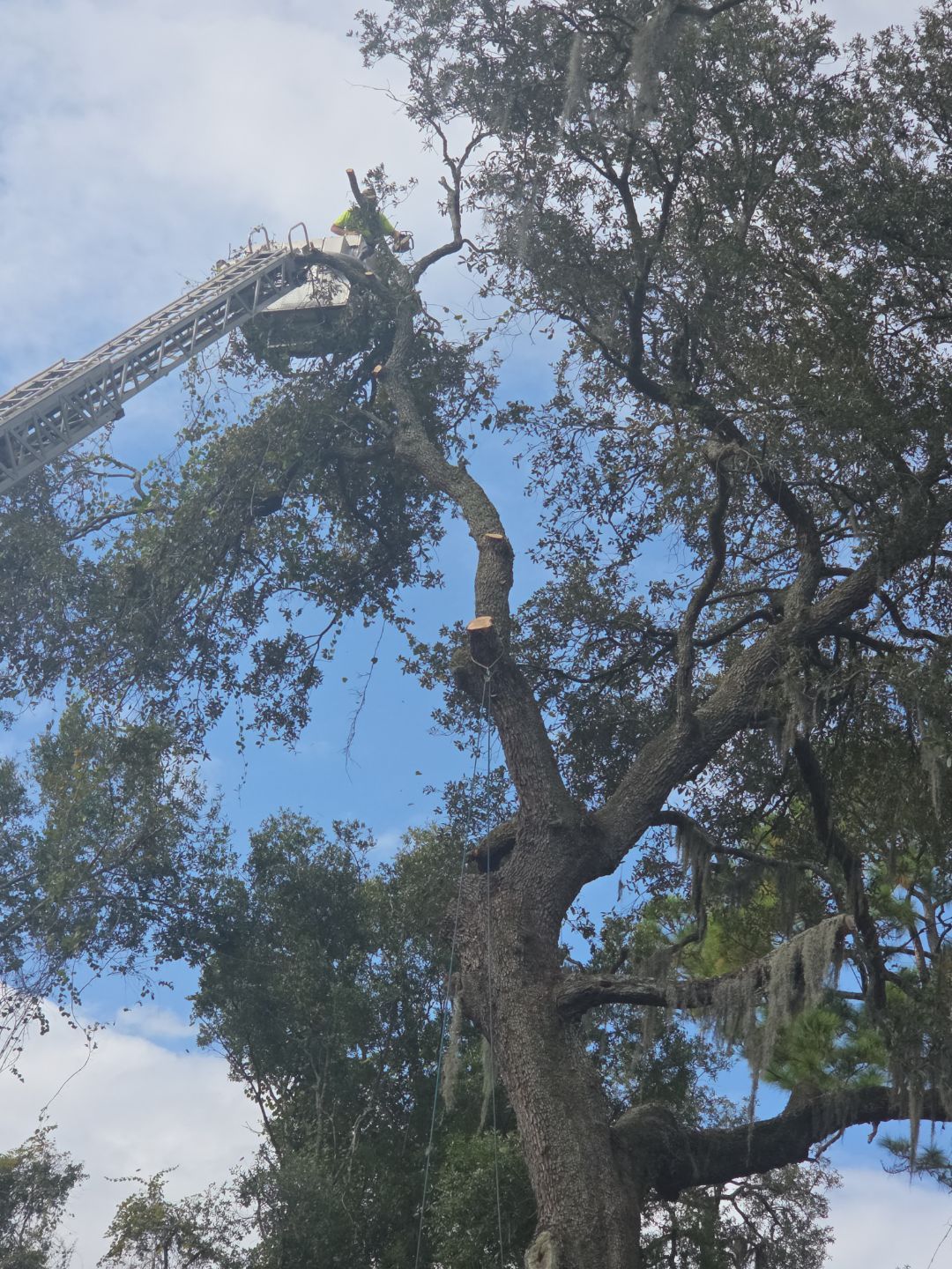 Episcopal | Large Tree Removal by ProGreen Services