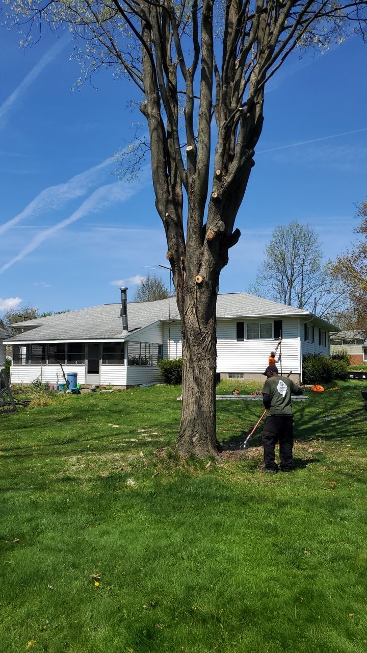 Tree Removal using Tree Removal by Mike Jones & Sons Tree Service LLC 