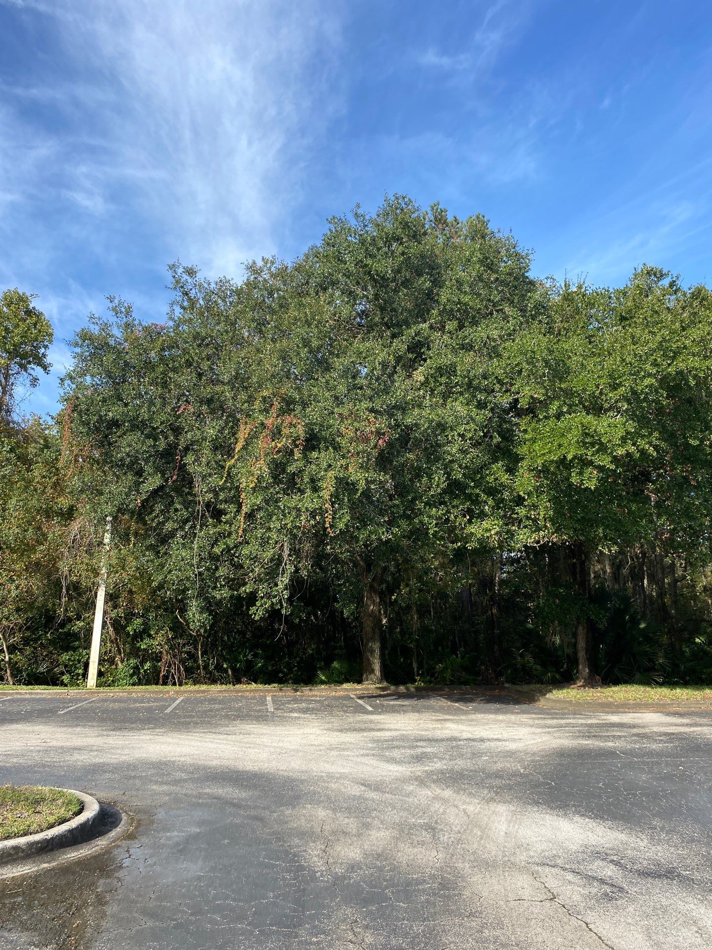 Tree & Palm Trimming | Commercial Property by ProGreen Services