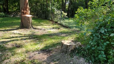 Storm Damaged Tree Removal 
