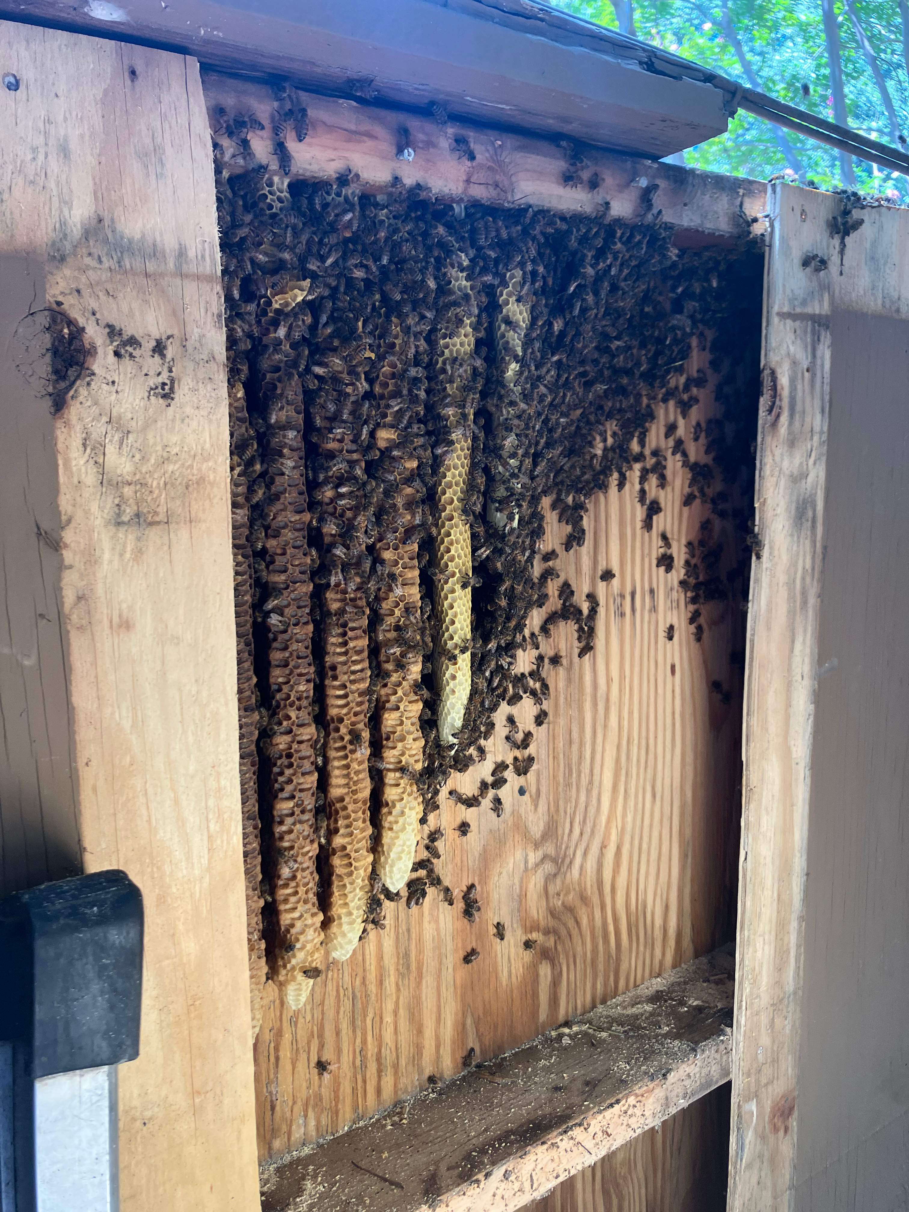 Condo Patio by Rockwall Honey Bee Company
