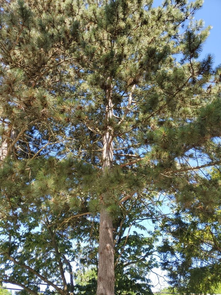 Tree Removal using Tree Removal by Mike Jones & Sons Tree Service LLC 