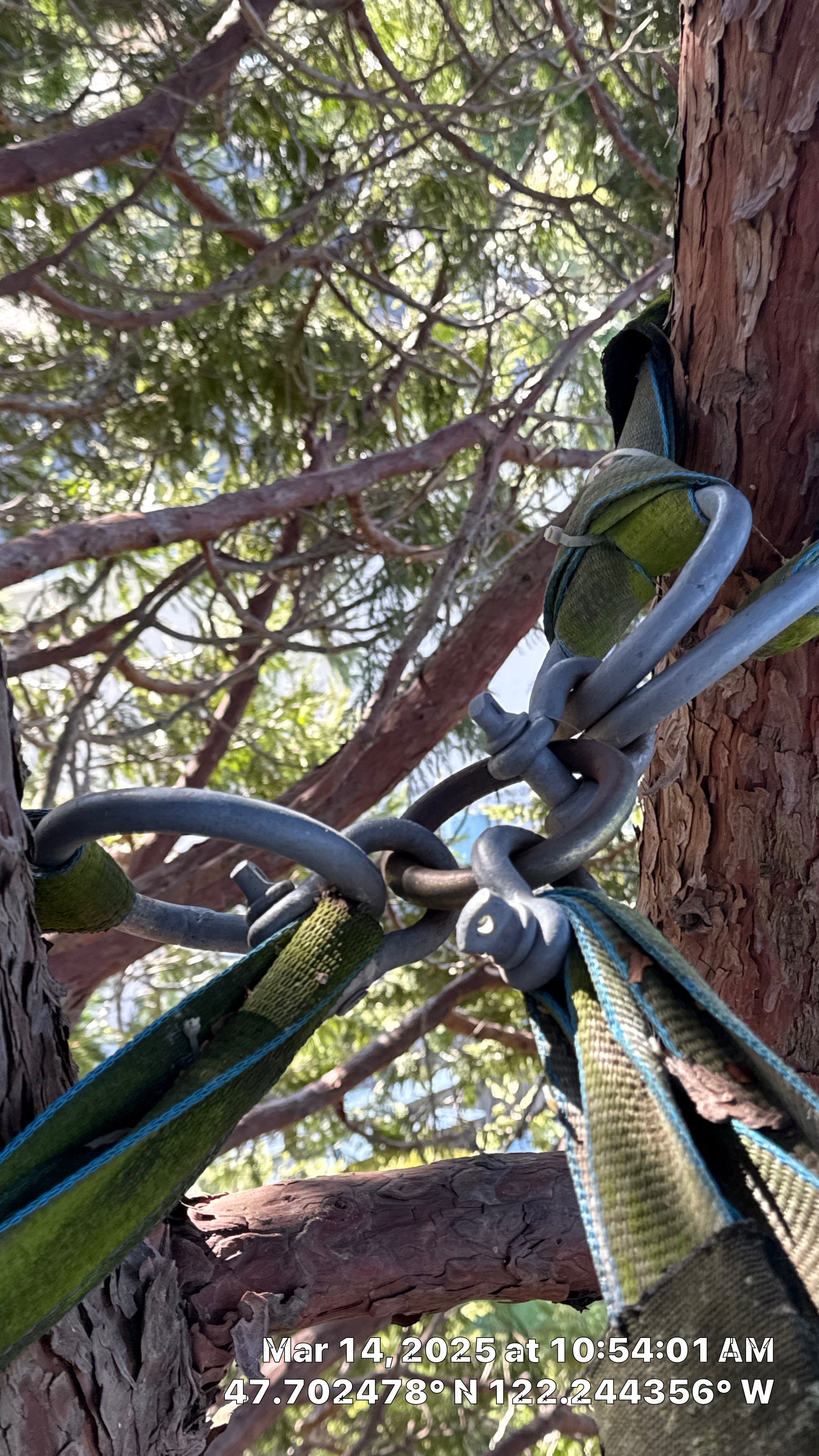 🧾 Tree Support System Assessment & Landmark Tree Risk Report – Holmes Point, Kirkland, WA by Sound Tree Care LLC