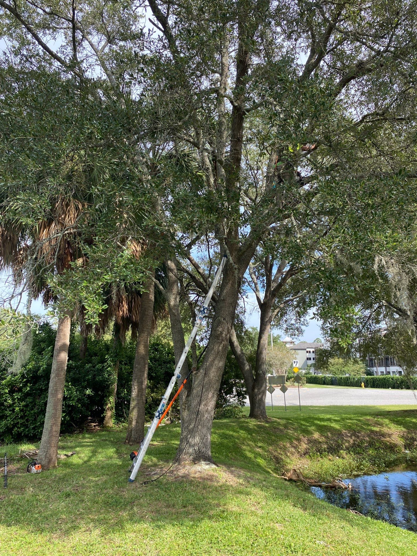 Tree & Shrub Removal | Marriott Hotel by ProGreen Services