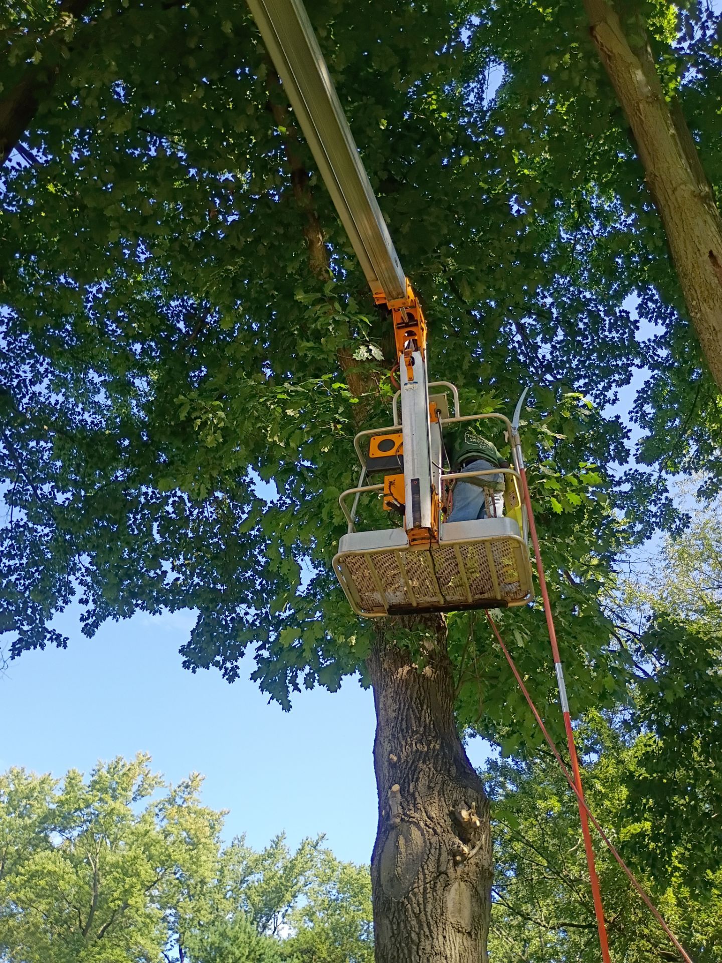 Tree Trimming & Tree Removal in Akron Ohio by Mike Jones & Sons Tree Service LLC 