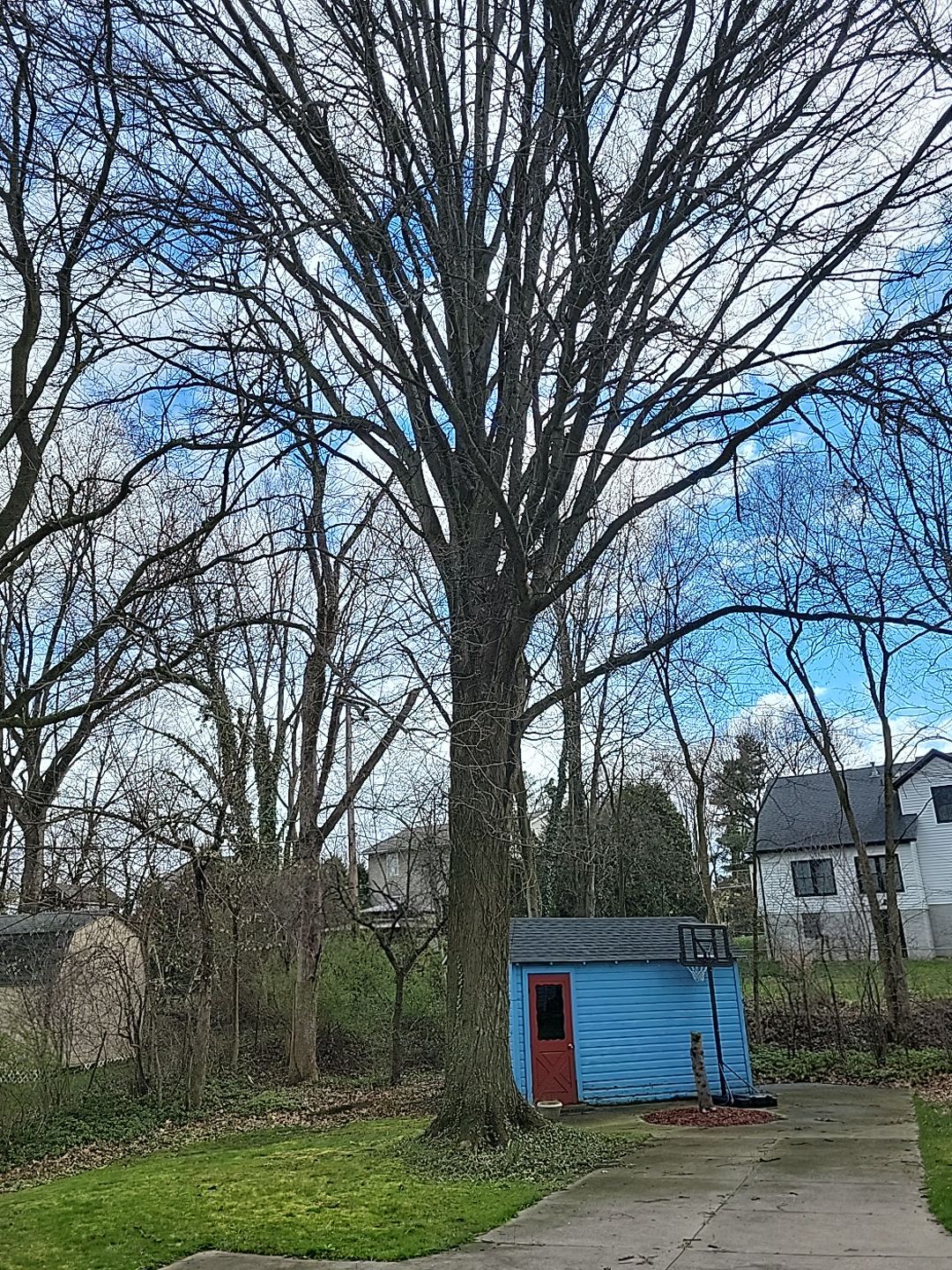Tree Trimming using Tree Pruing by Mike Jones & Sons Tree Service LLC 