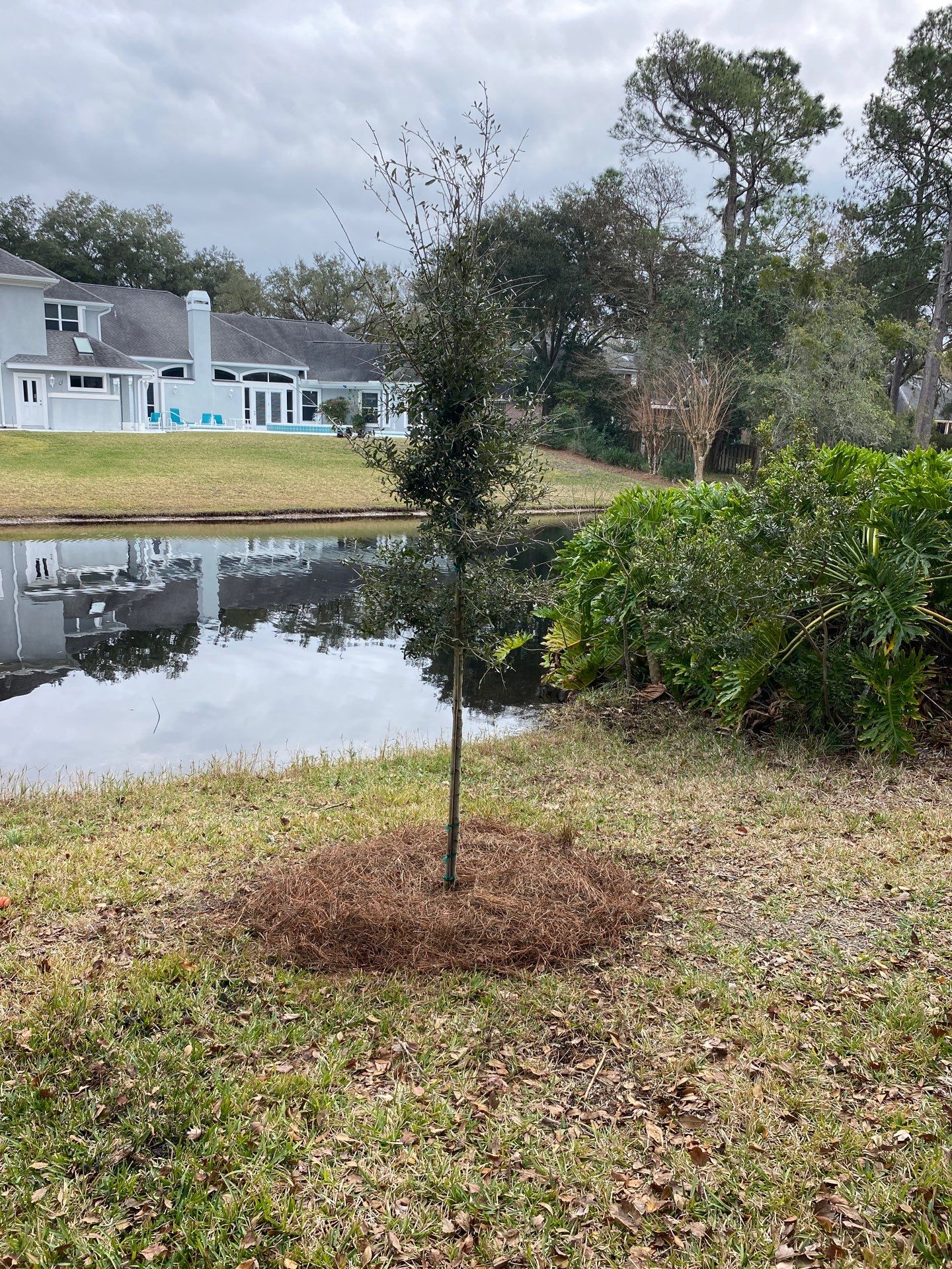 Deerwood | Live Oak Planting Project  by ProGreen Services