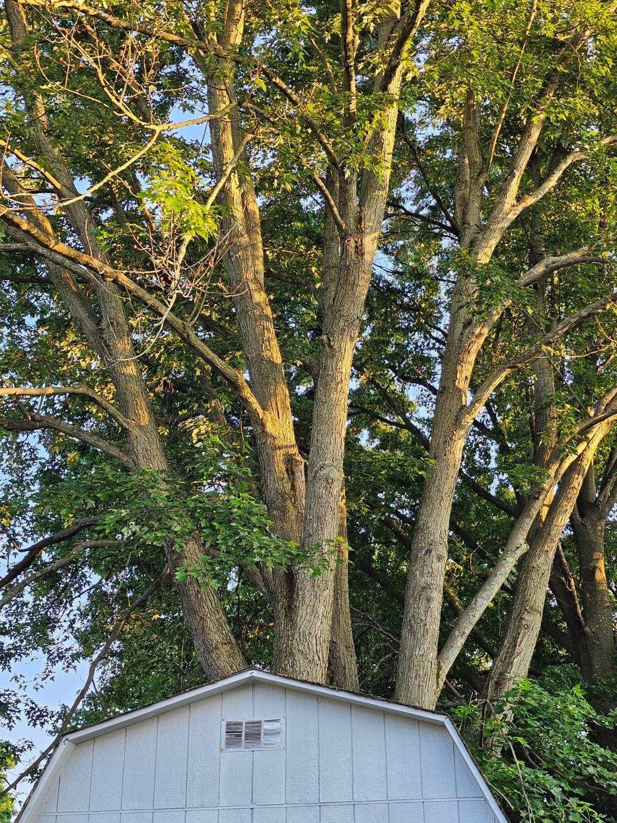 Tree Trimming using Tree Pruing by Mike Jones & Sons Tree Service LLC 
