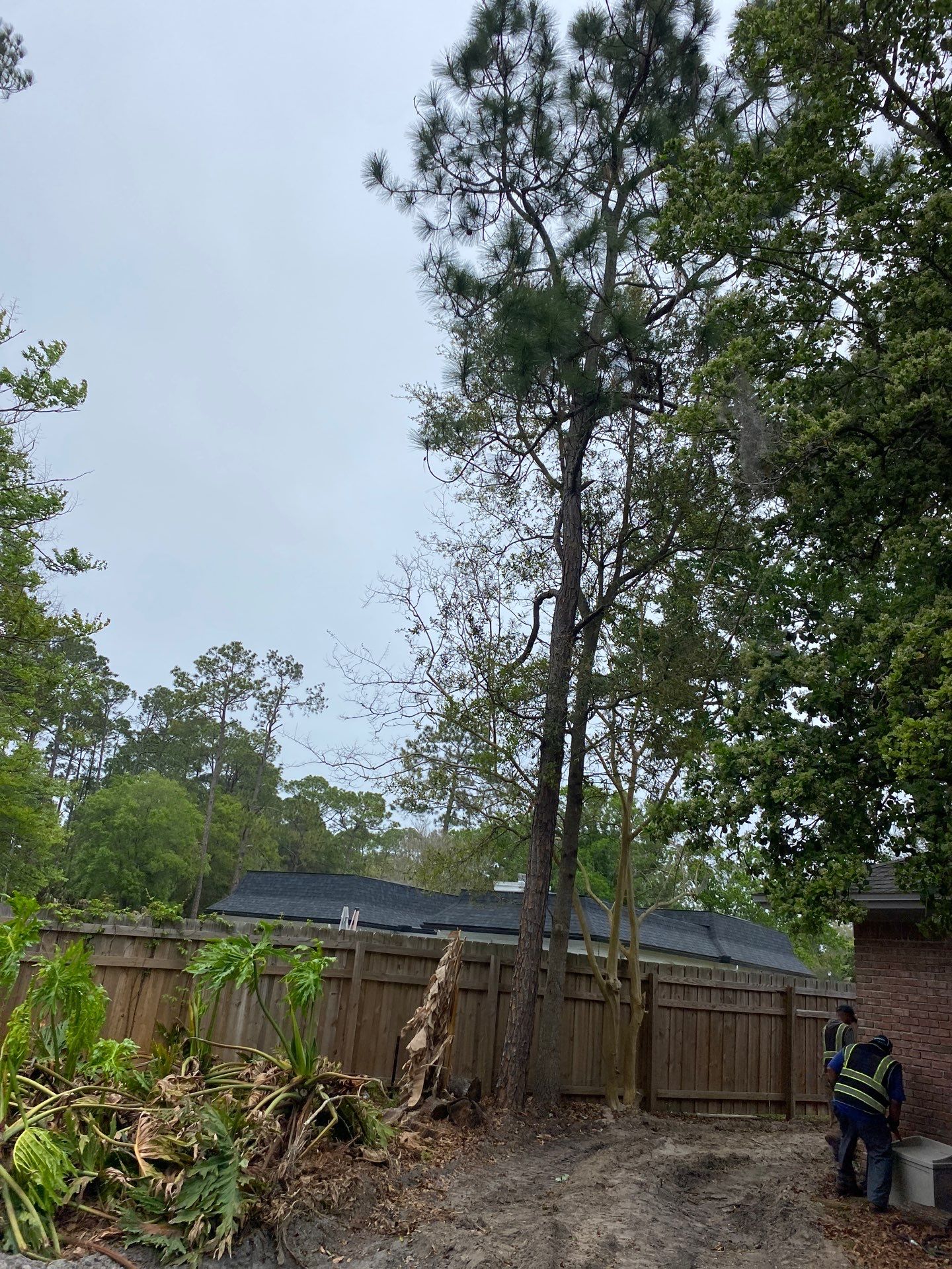 Deerwood Resident | Tree Removal by ProGreen Services