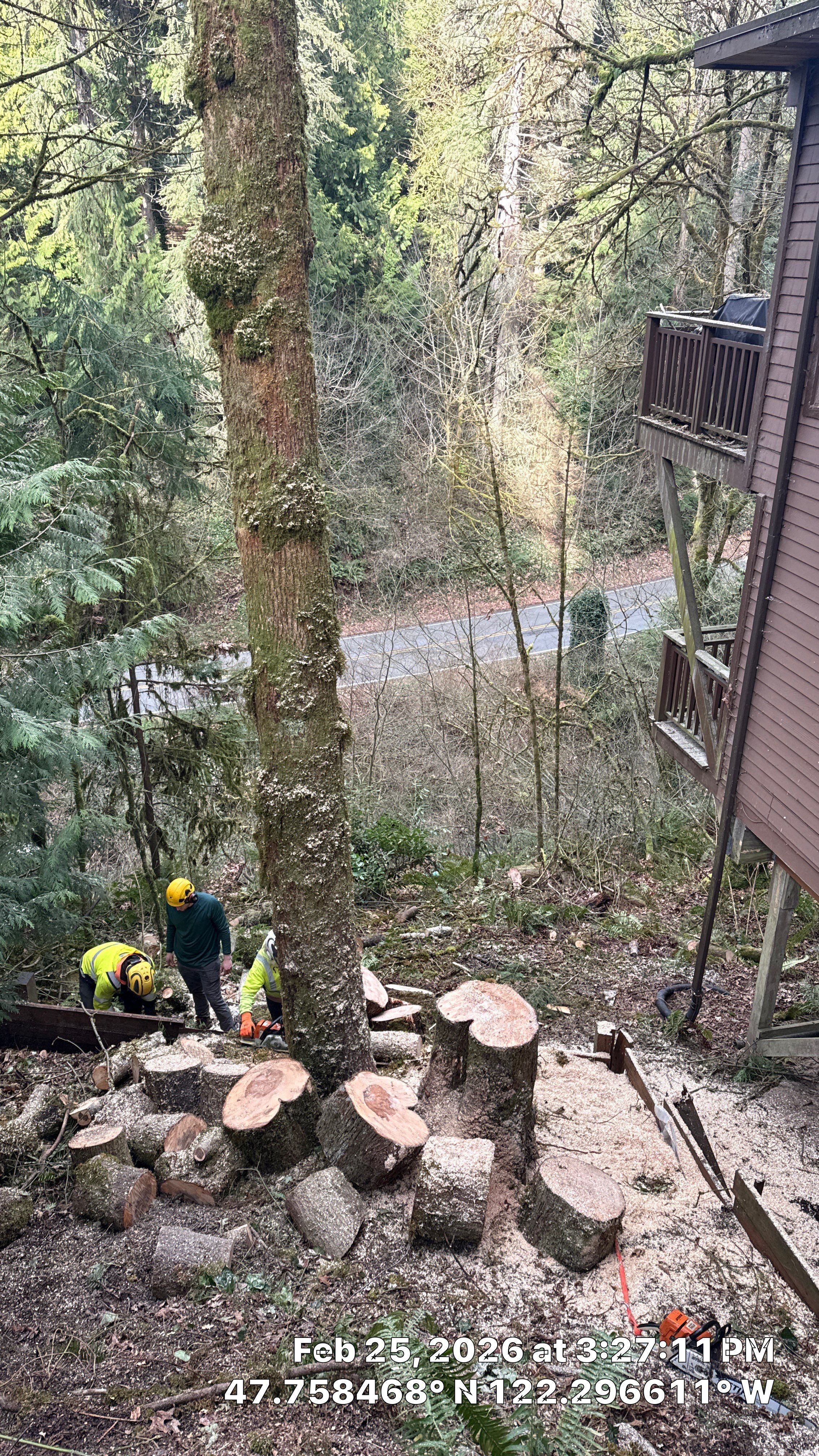 Lake Forest Park Maple Tree Removal – Permitted & Risk-Assessed by Sound Tree Care LLC
